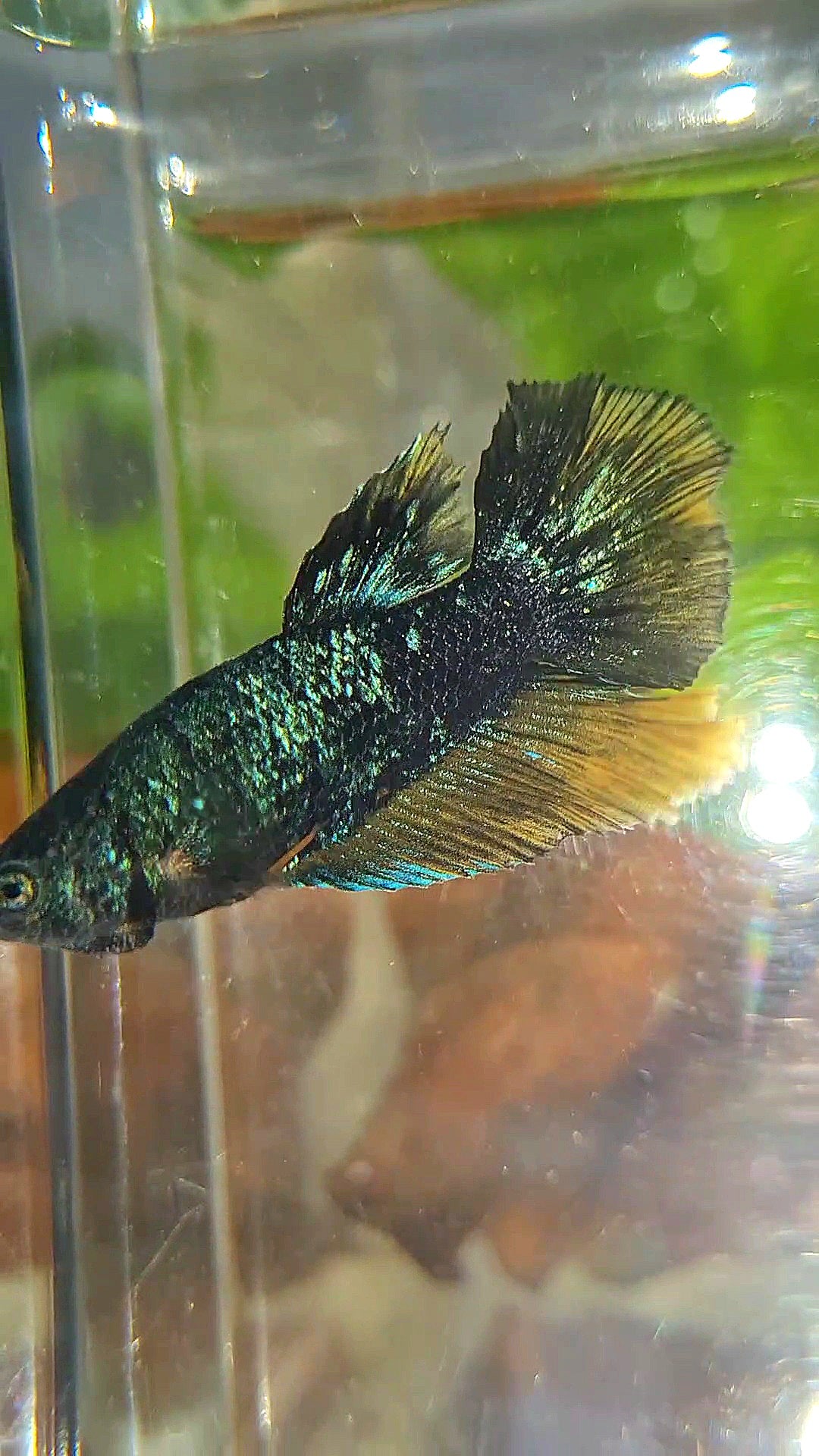 FEMALE HALFMOON STARDUST BLUE AVATAR YELLOW BETTA FISH