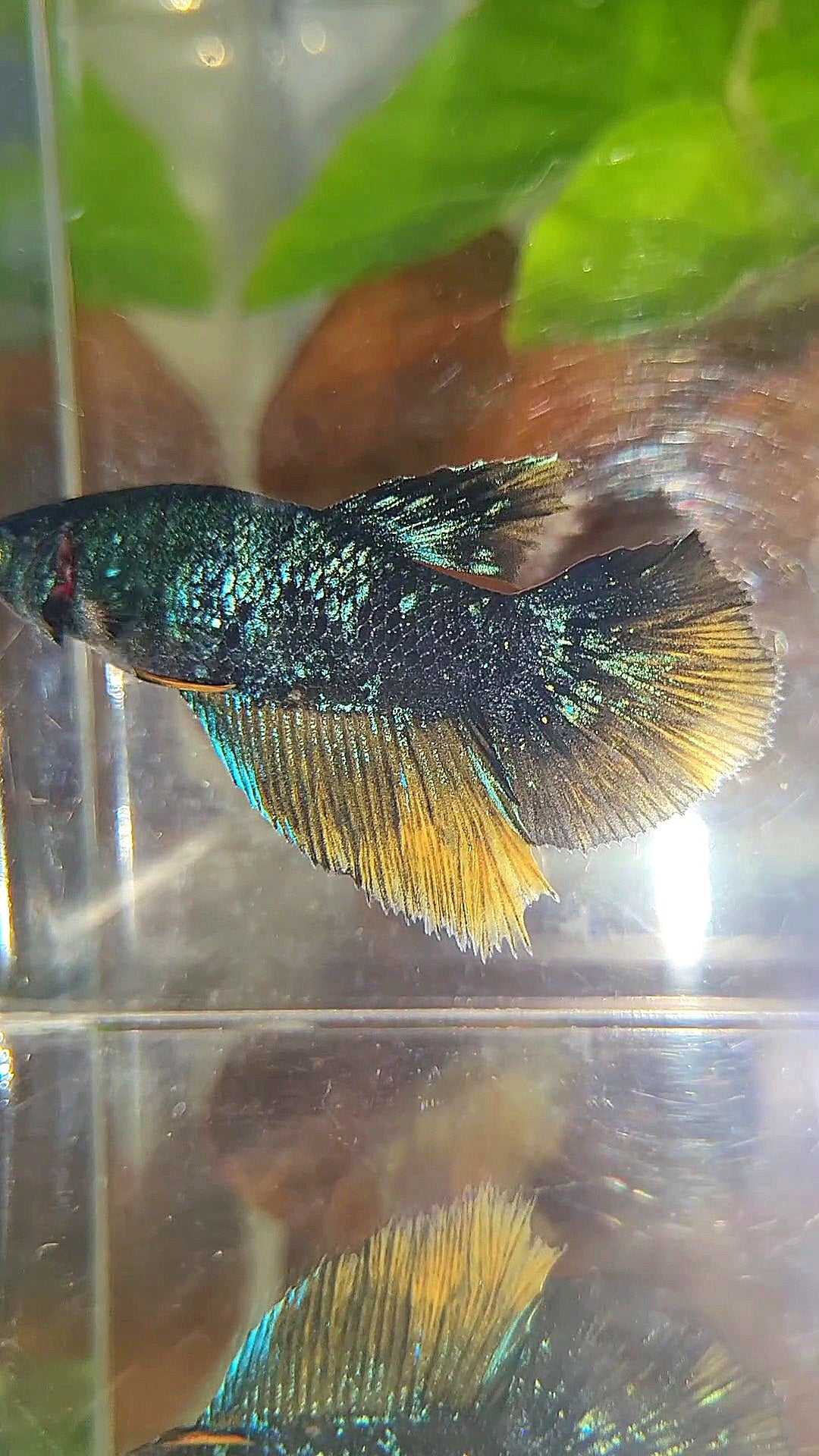 FEMALE HALFMOON STARDUST BLUE AVATAR YELLOW BETTA FISH