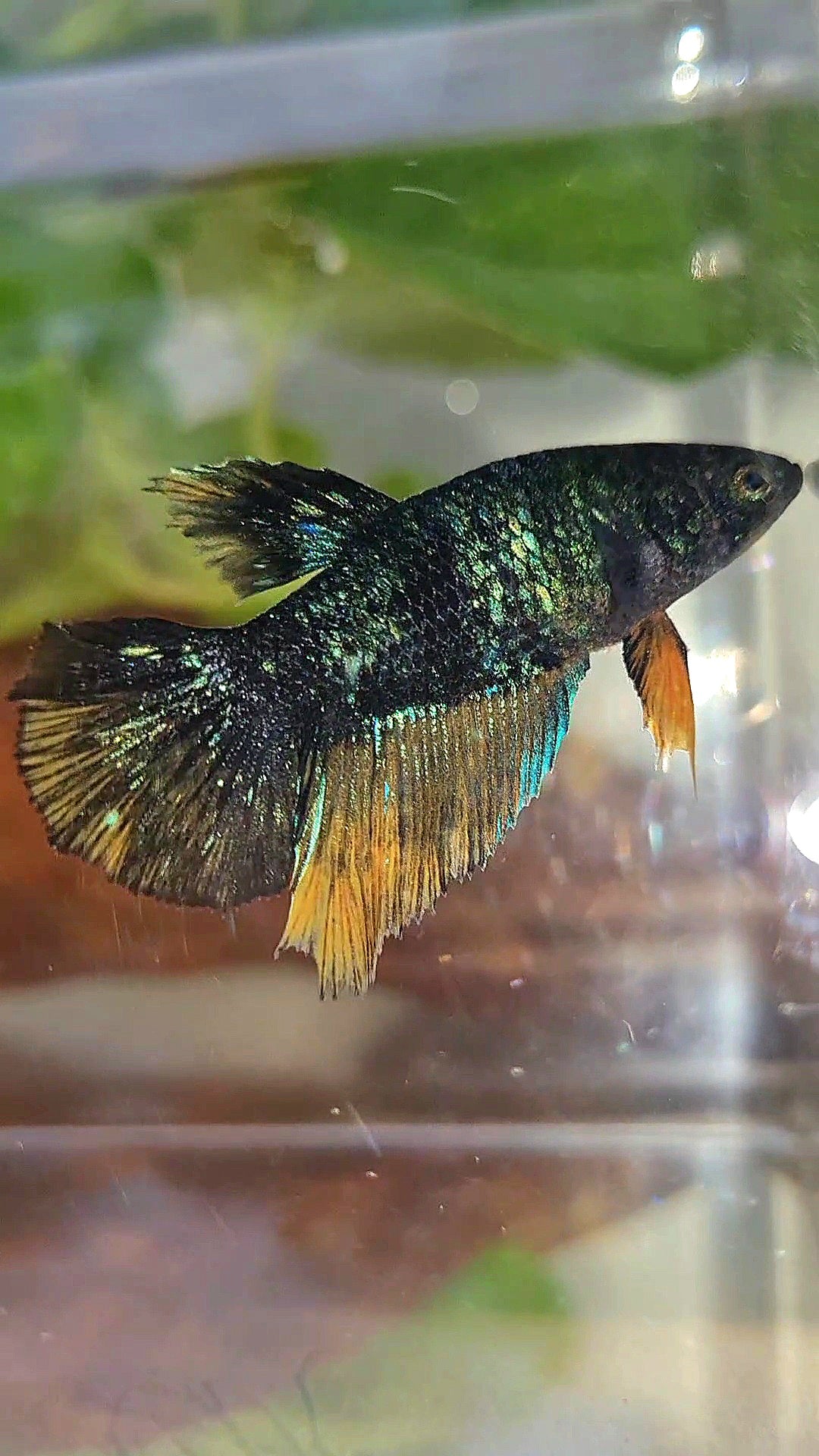 FEMALE HALFMOON STARDUST BLUE AVATAR YELLOW BETTA FISH
