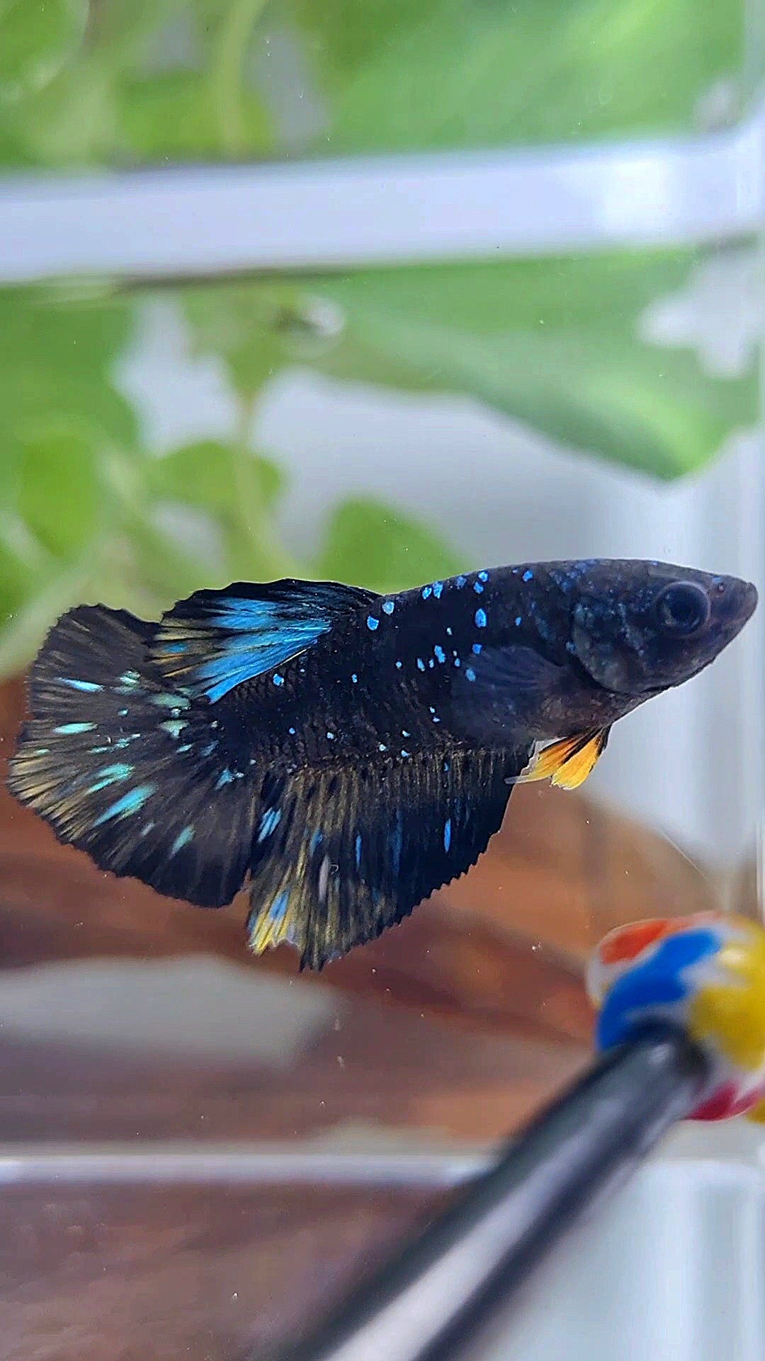 FEMALE HALFMOON BLACK GALAXY BLUE AVATAR YELLOW BETTA FISH