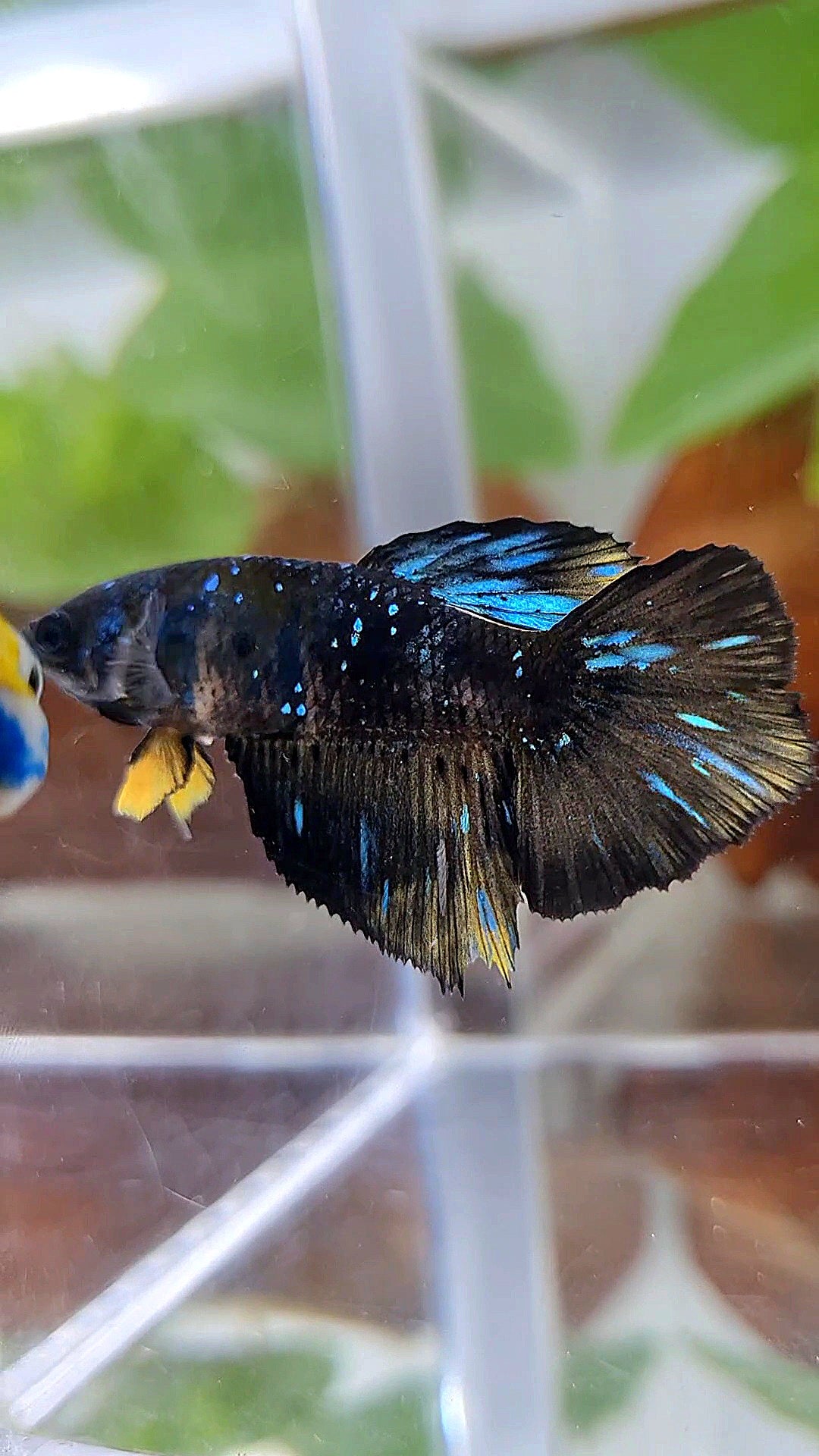FEMALE HALFMOON BLACK GALAXY BLUE AVATAR YELLOW BETTA FISH