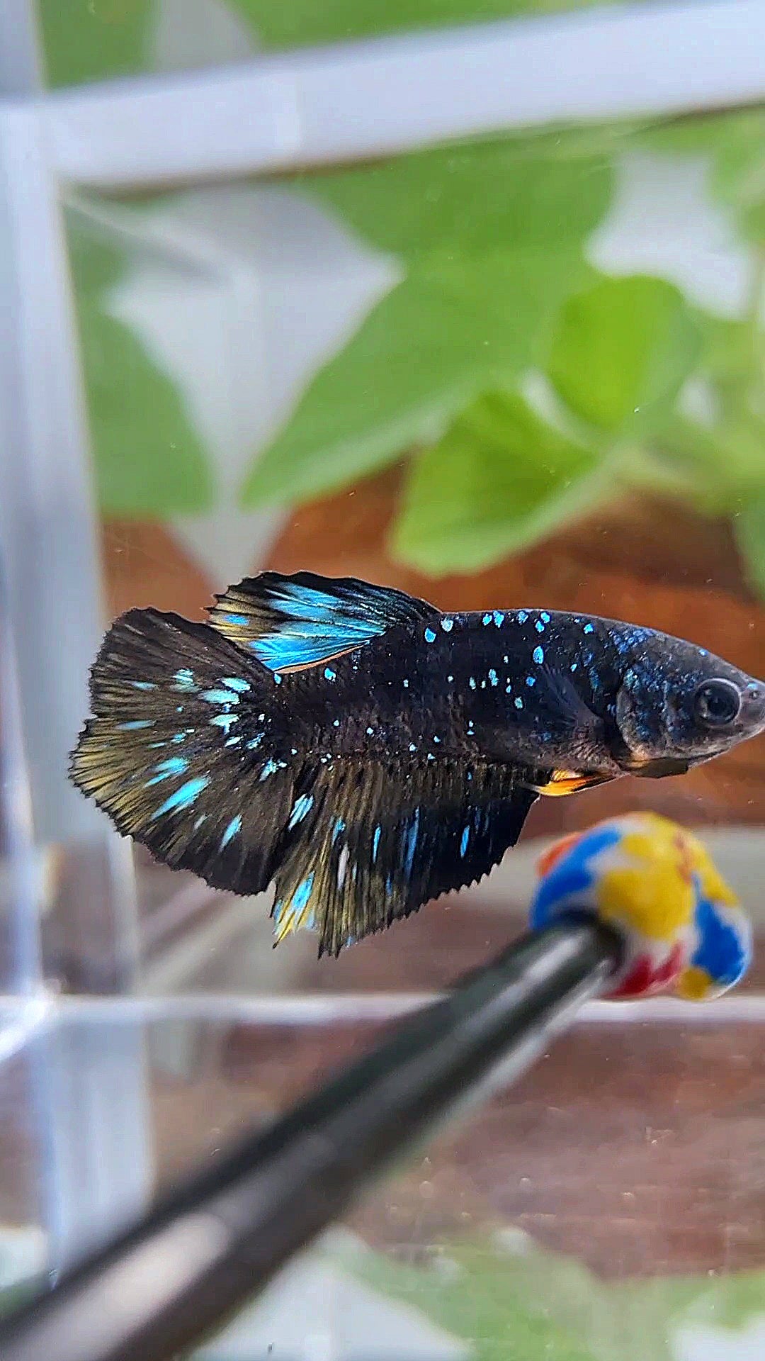 FEMALE HALFMOON BLACK GALAXY BLUE AVATAR YELLOW BETTA FISH