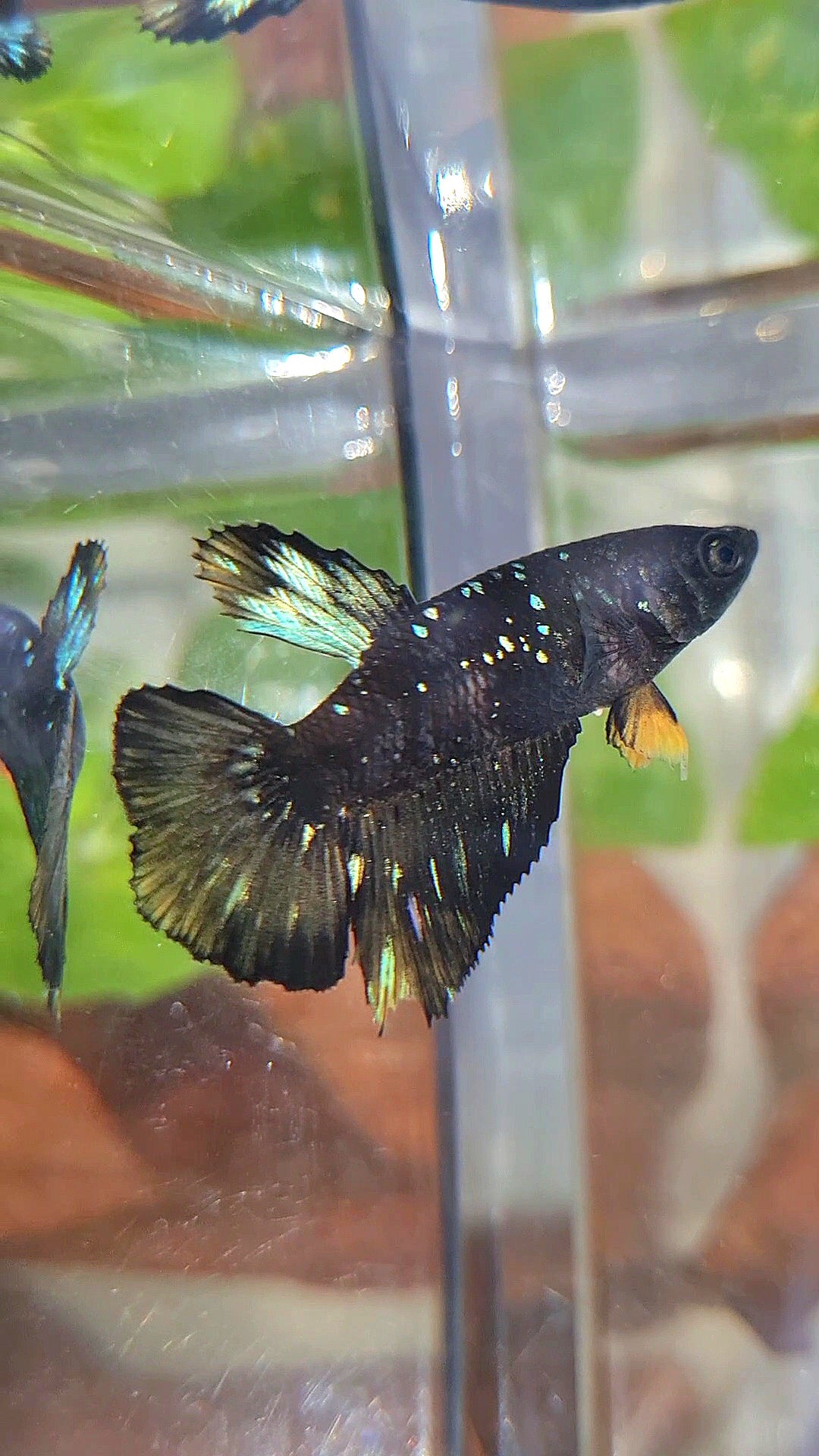 FEMALE HALFMOON BLACK GALAXY BLUE AVATAR YELLOW BETTA FISH