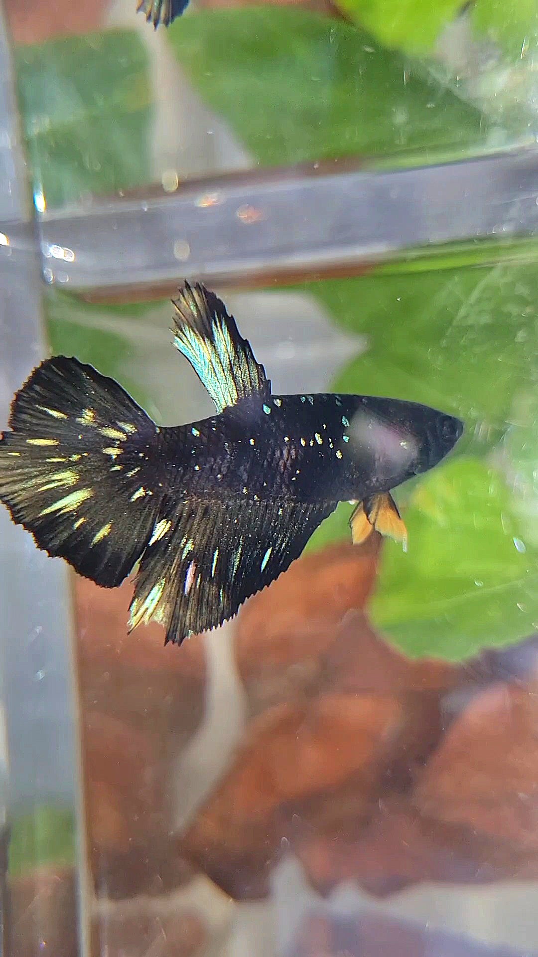 FEMALE HALFMOON BLACK GALAXY BLUE AVATAR YELLOW BETTA FISH