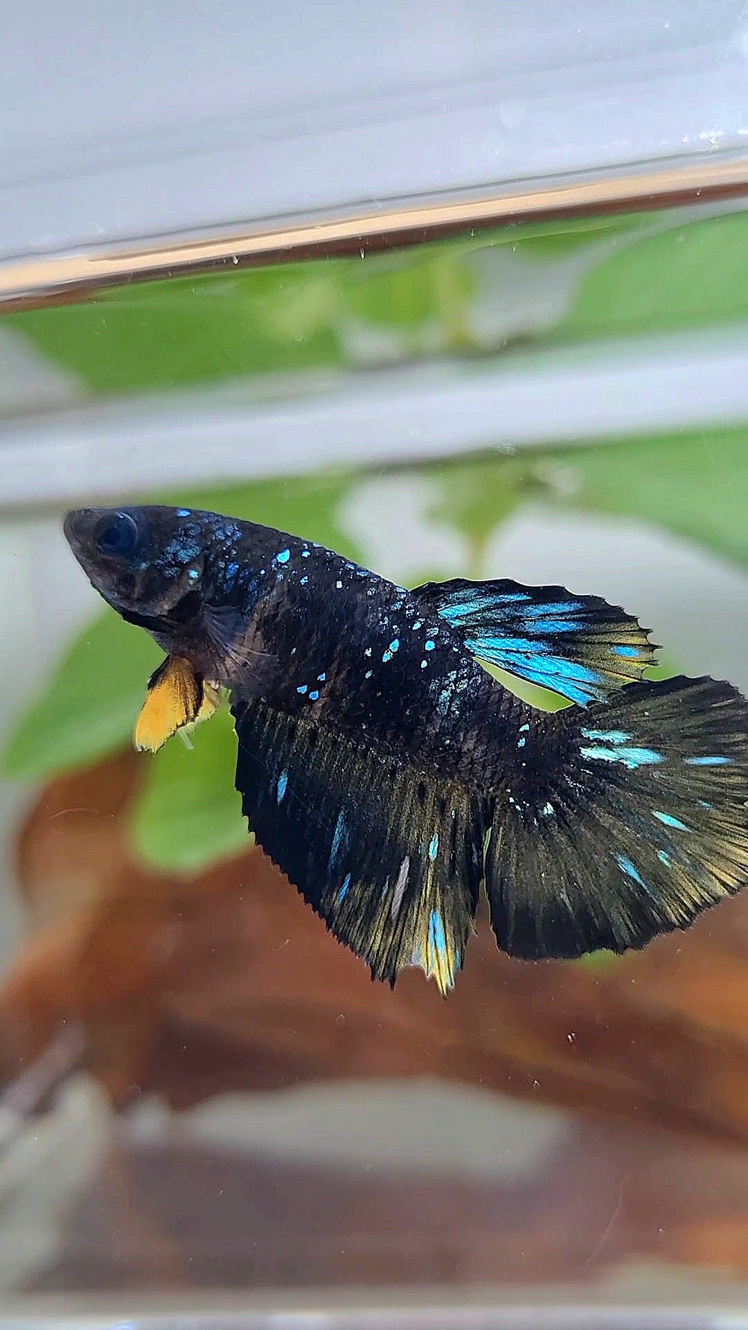 FEMALE HALFMOON BLACK GALAXY BLUE AVATAR YELLOW BETTA FISH