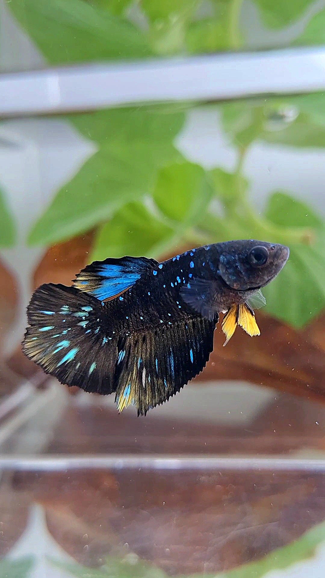 FEMALE HALFMOON BLACK GALAXY BLUE AVATAR YELLOW BETTA FISH