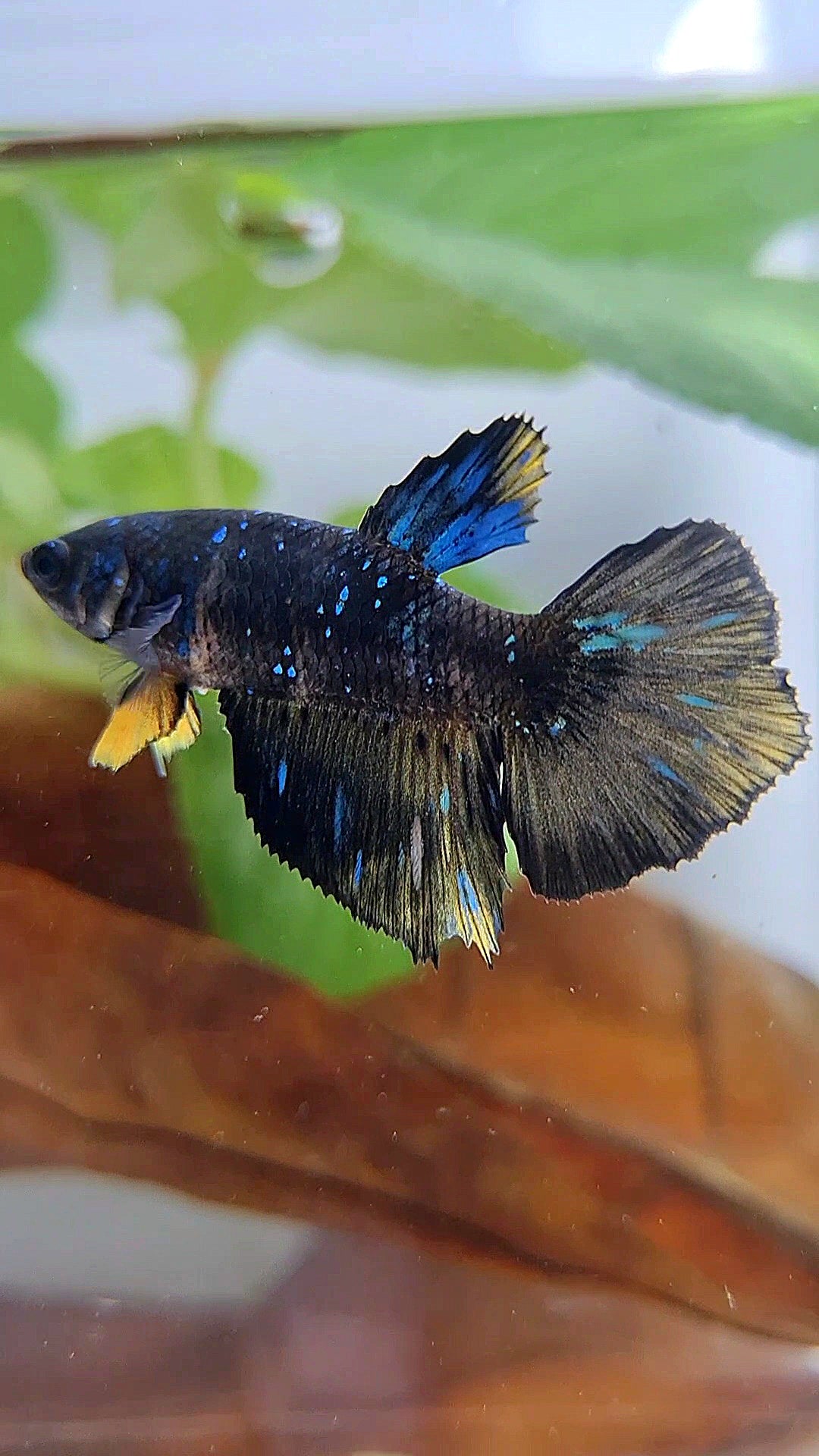 FEMALE HALFMOON BLACK GALAXY BLUE AVATAR YELLOW BETTA FISH