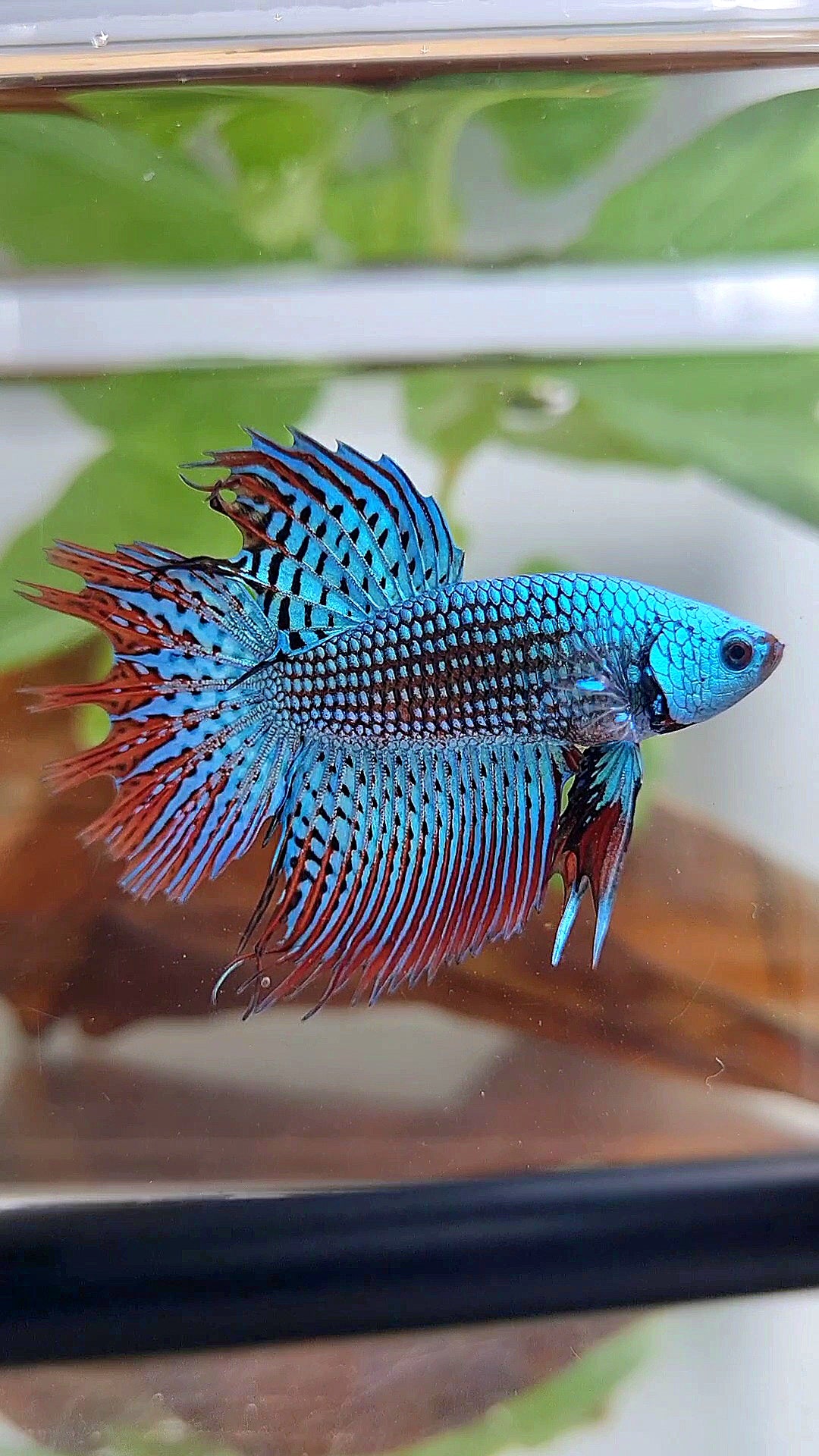 LUXURY CROWNTAIL ALIEN GREEN BLUE HYBRID WILD BETTA FISH