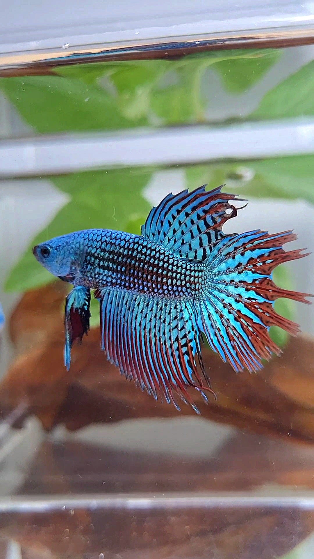 LUXURY CROWNTAIL ALIEN GREEN BLUE HYBRID WILD BETTA FISH