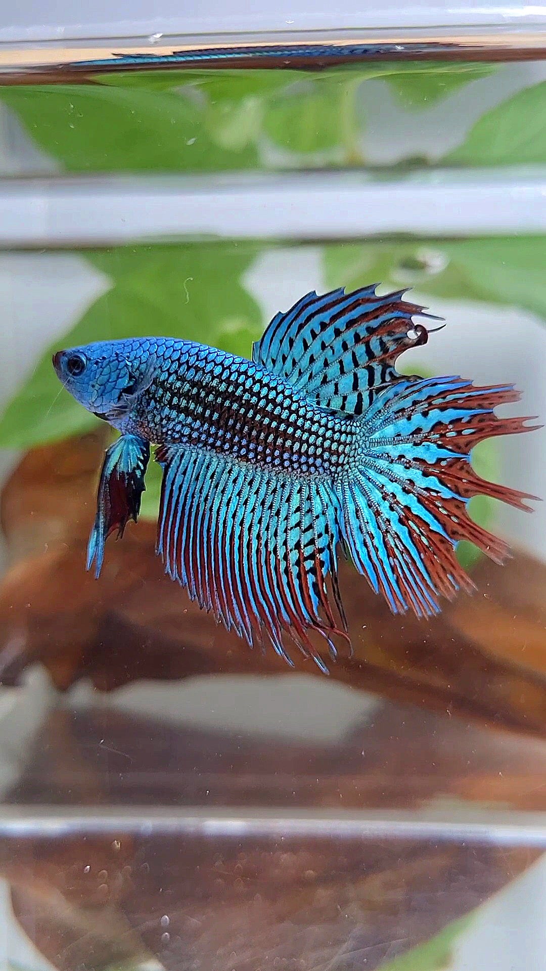 LUXURY CROWNTAIL ALIEN GREEN BLUE HYBRID WILD BETTA FISH