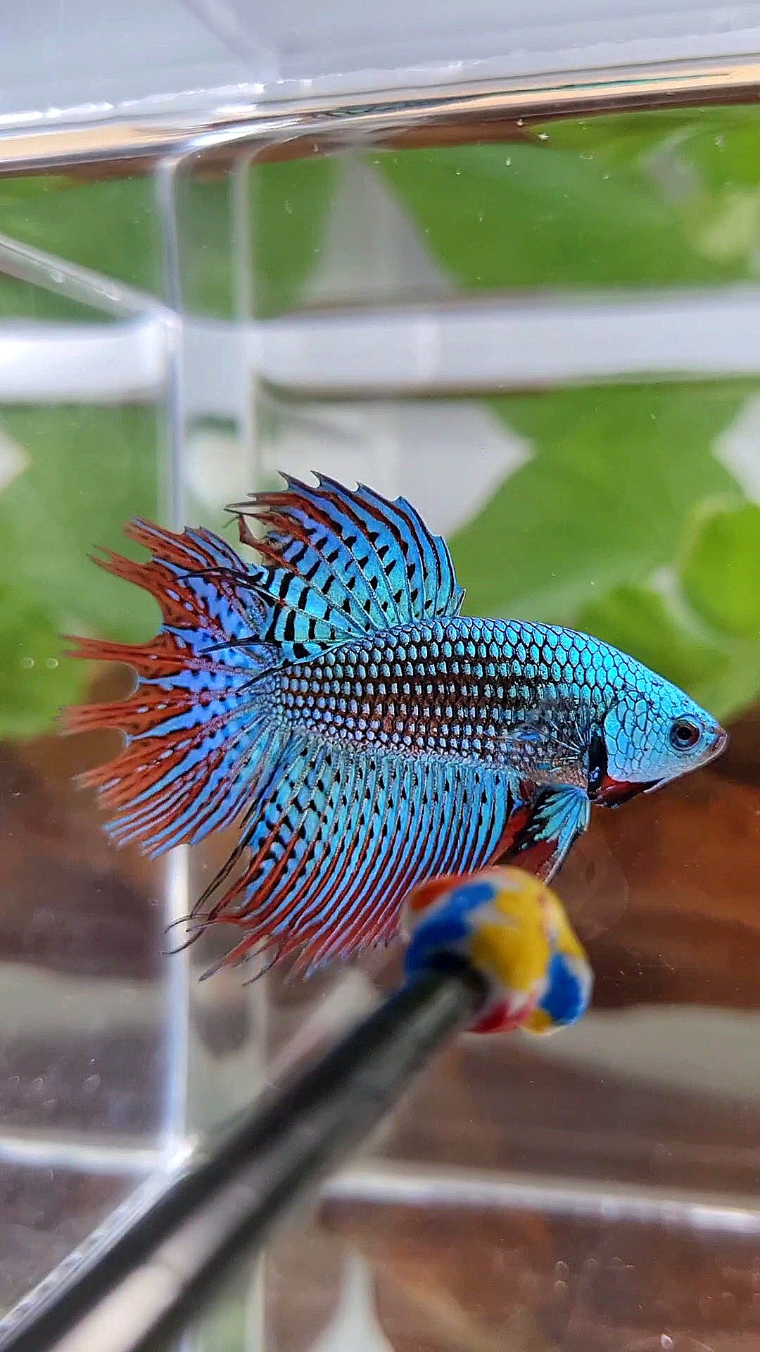 LUXURY CROWNTAIL ALIEN GREEN BLUE HYBRID WILD BETTA FISH