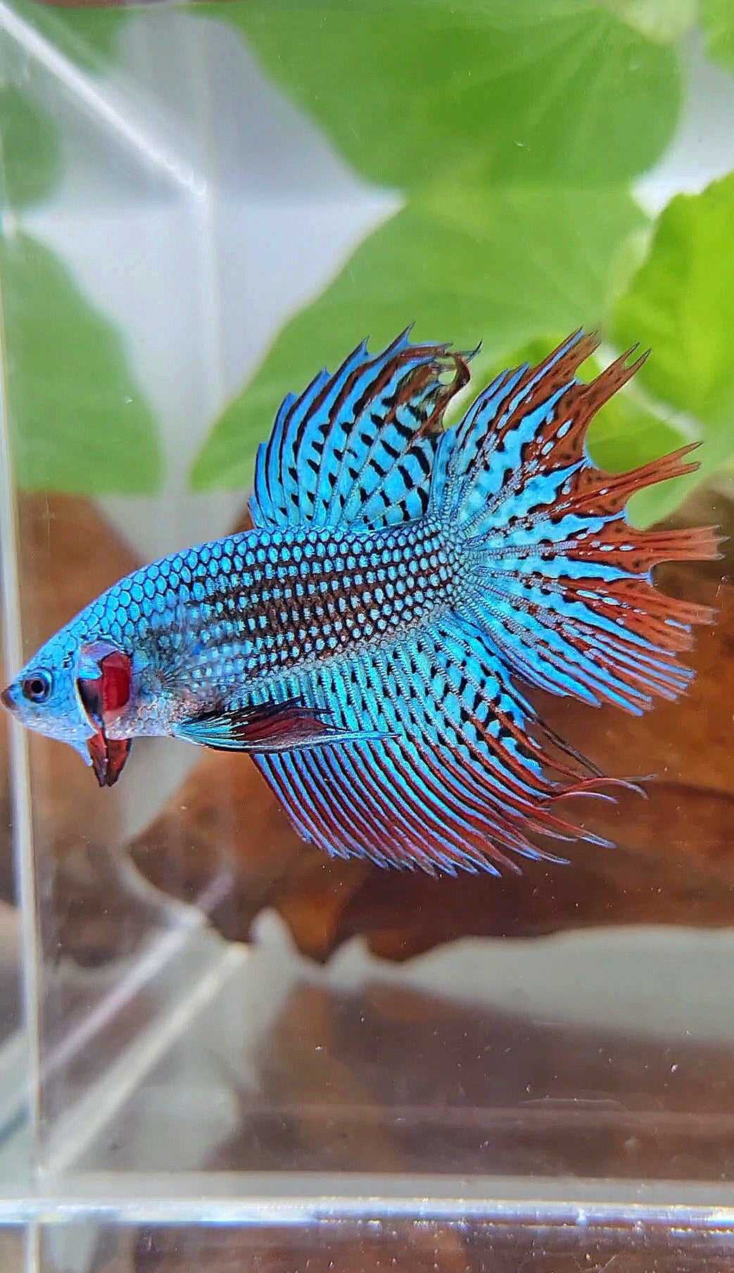 LUXURY CROWNTAIL ALIEN GREEN BLUE HYBRID WILD BETTA FISH