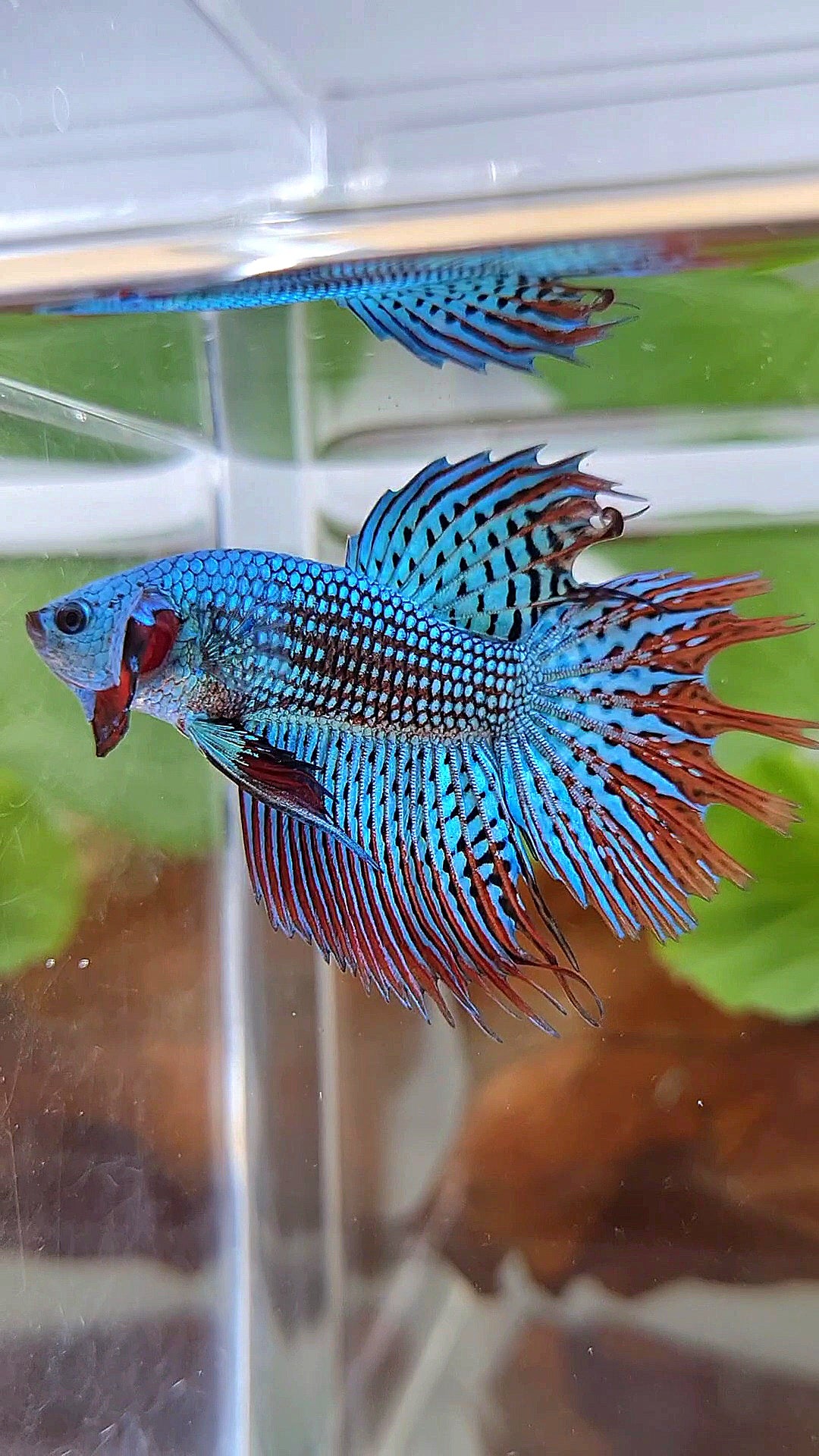 LUXURY CROWNTAIL ALIEN GREEN BLUE HYBRID WILD BETTA FISH