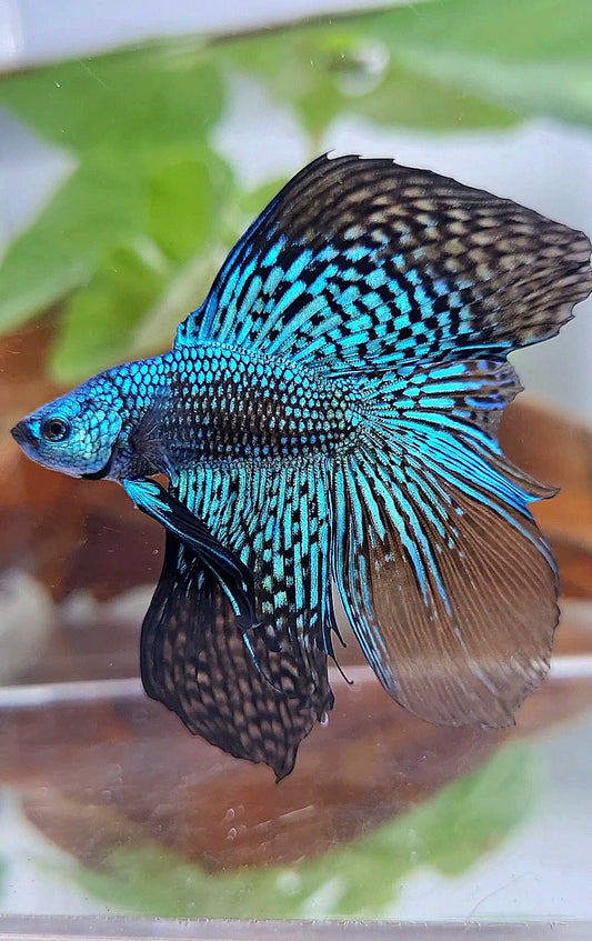 LUXURY HALFMOON DOUBLE TAIL ALIEN GREEN BLUE HYBRID WILD BETTA FISH