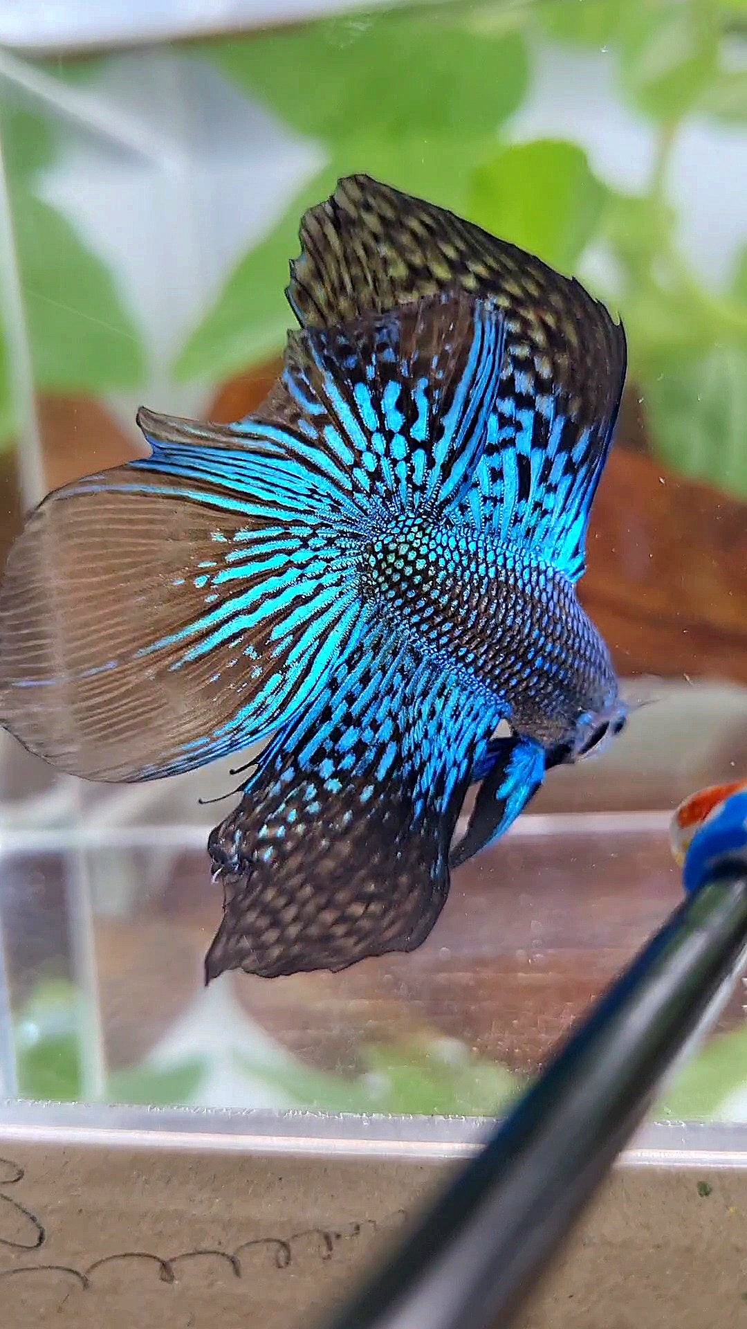 LUXURY HALFMOON DOUBLE TAIL ALIEN GREEN BLUE HYBRID WILD BETTA FISH