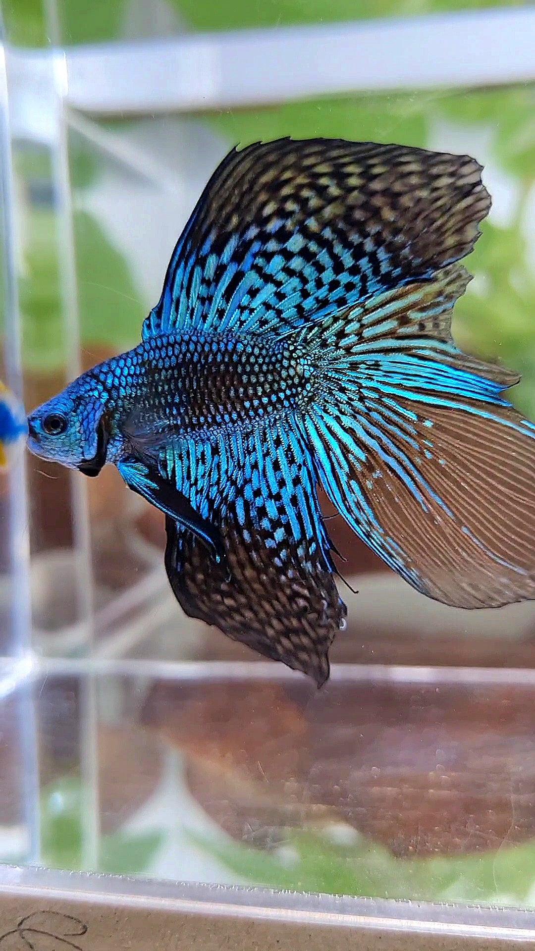 LUXURY HALFMOON DOUBLE TAIL ALIEN GREEN BLUE HYBRID WILD BETTA FISH