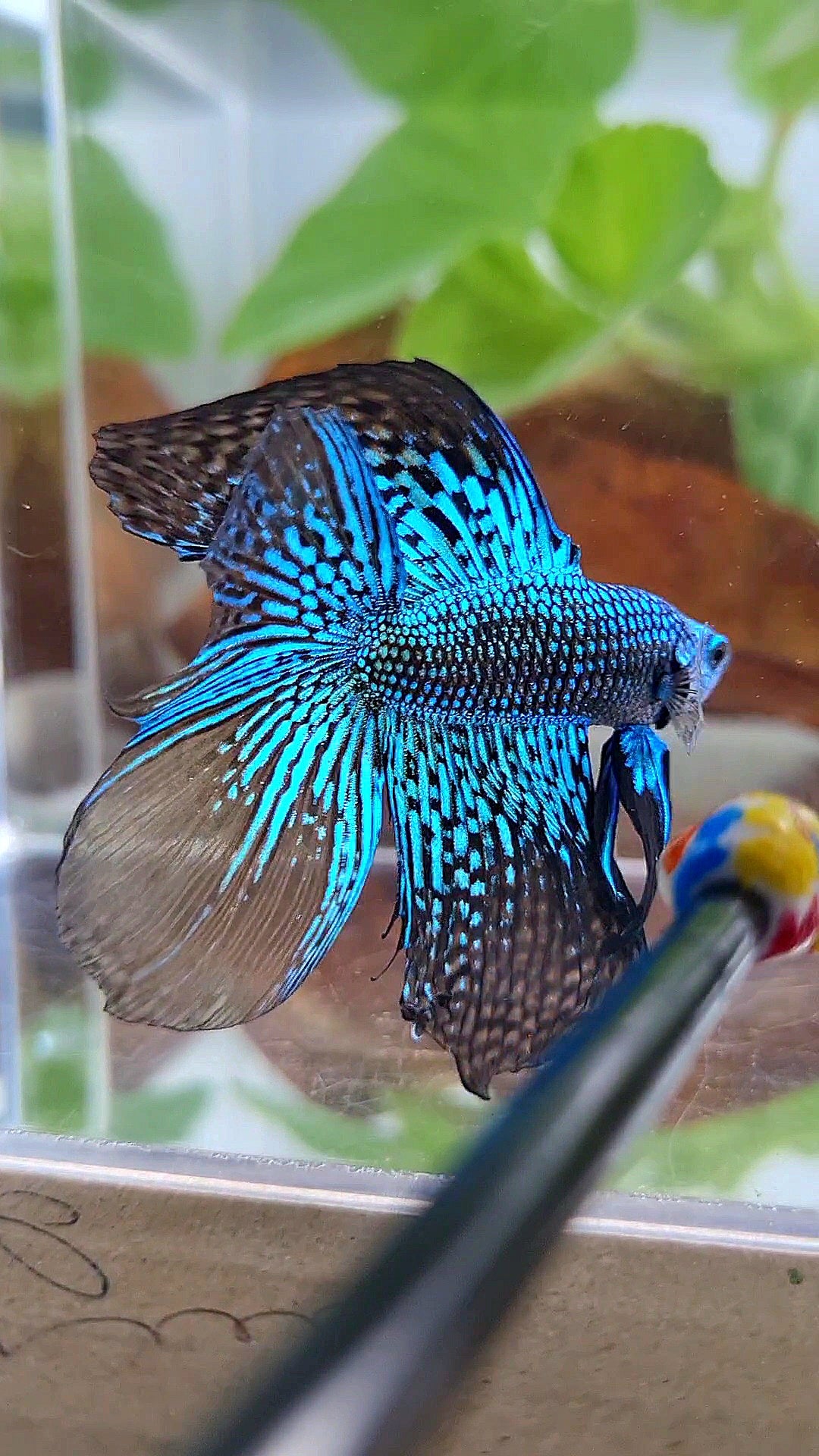 LUXURY HALFMOON DOUBLE TAIL ALIEN GREEN BLUE HYBRID WILD BETTA FISH