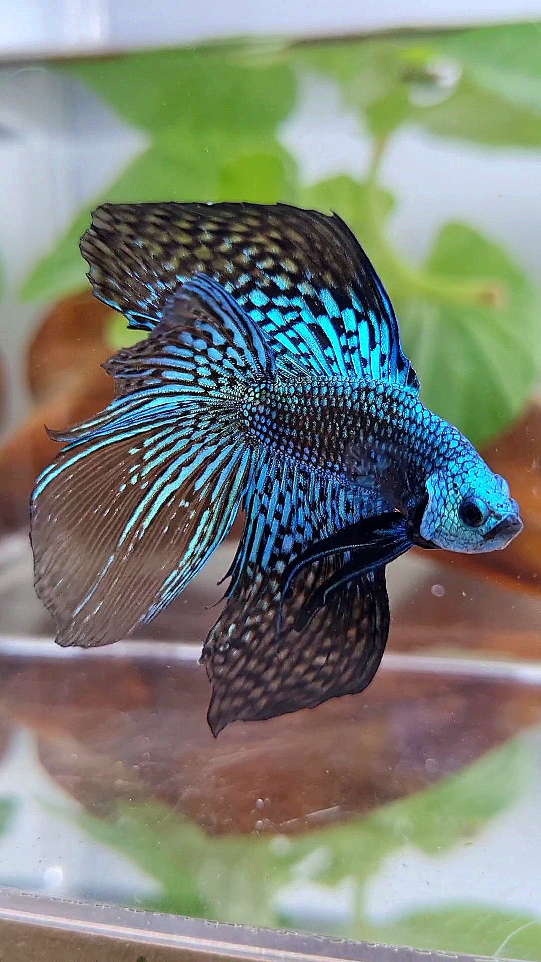 LUXURY HALFMOON DOUBLE TAIL ALIEN GREEN BLUE HYBRID WILD BETTA FISH