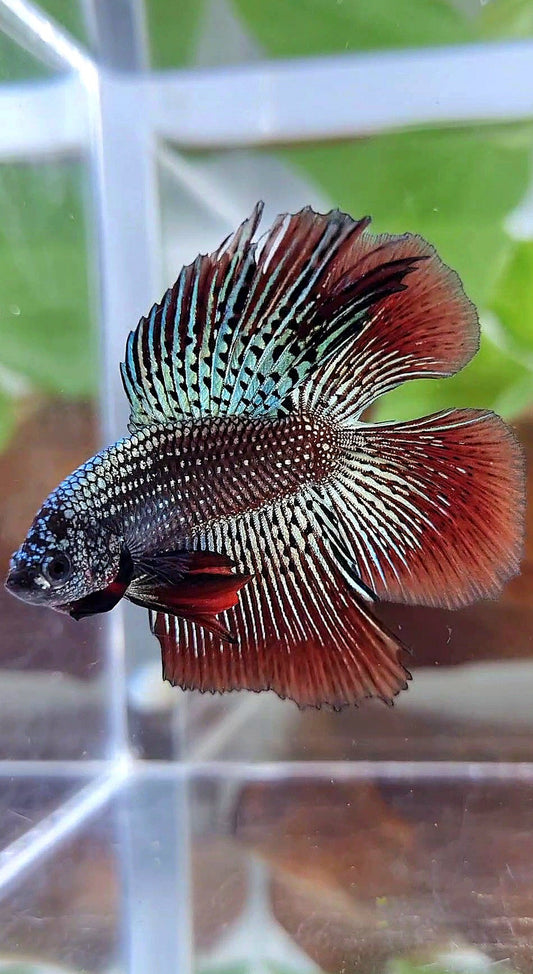 LUXURY HALFMOON DOUBLE TAIL ALIEN COPPER HYBRID WILD BETTA FISH