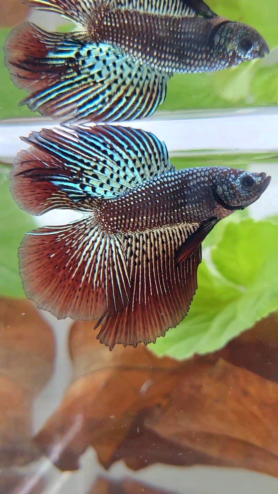 LUXURY HALFMOON DOUBLE TAIL ALIEN COPPER HYBRID WILD BETTA FISH