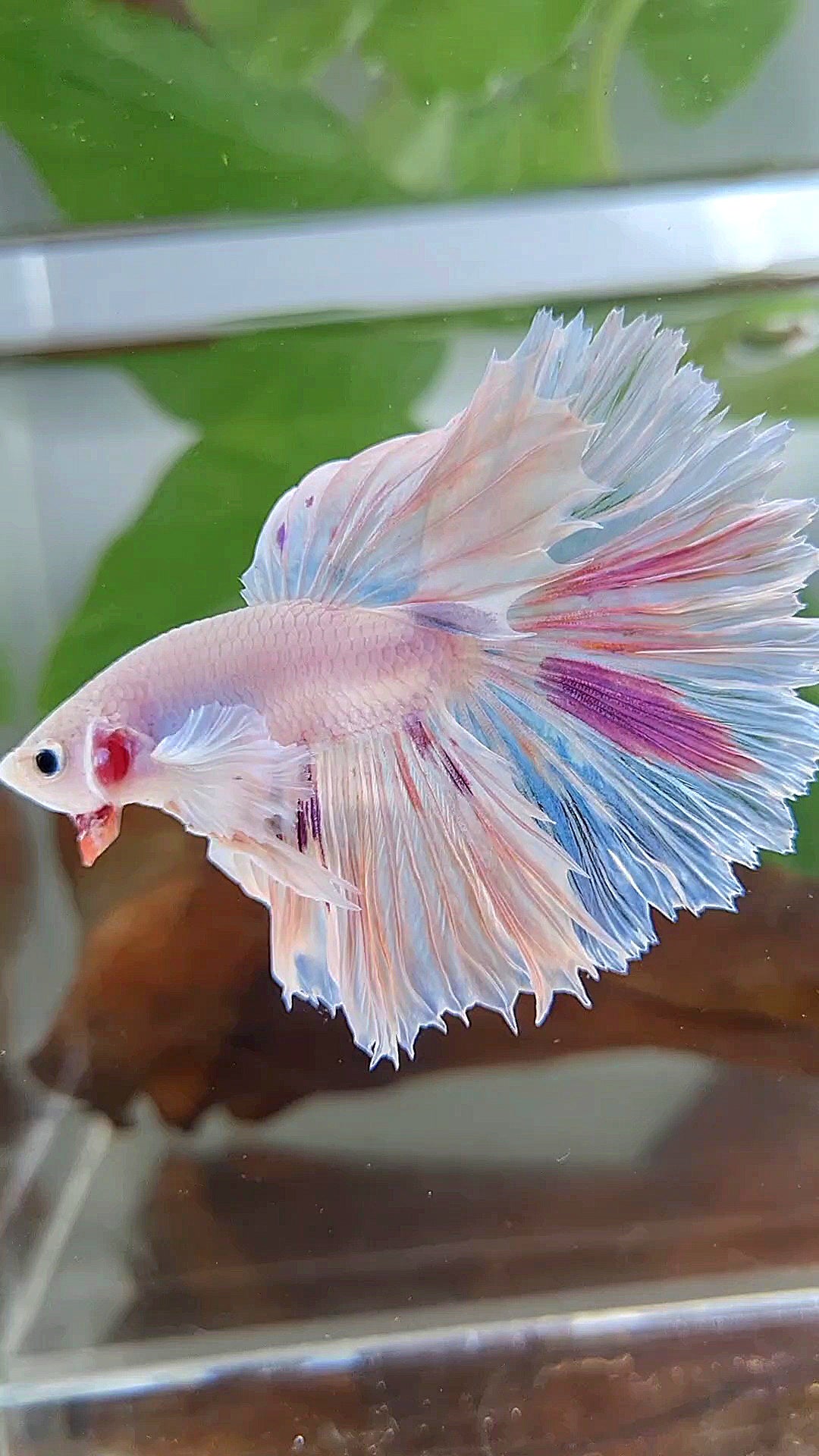 HALFMOON DUMBO EAR ROSETAIL PURPLE SPLASH MULTICOLOR CANDY BETTA FISH