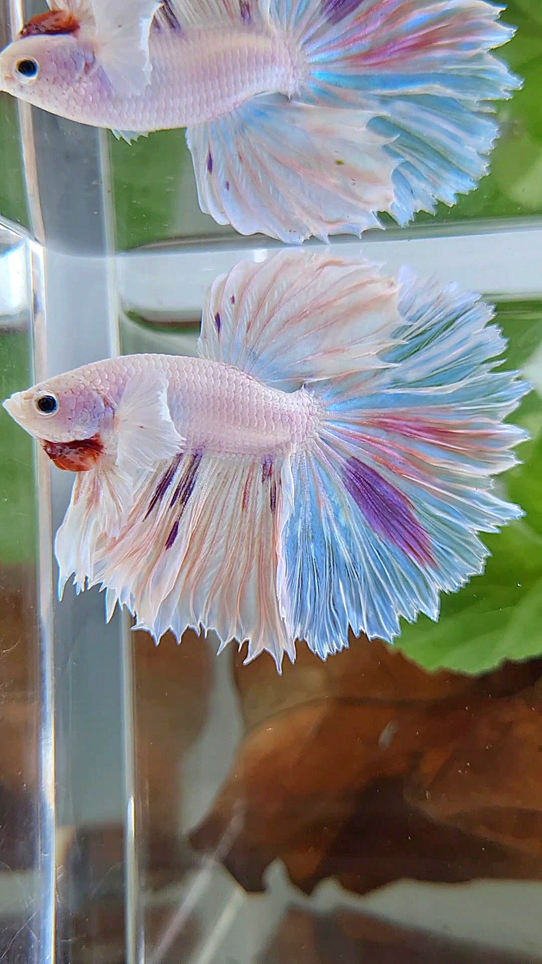 HALFMOON DUMBO EAR ROSETAIL PURPLE SPLASH MULTICOLOR CANDY BETTA FISH
