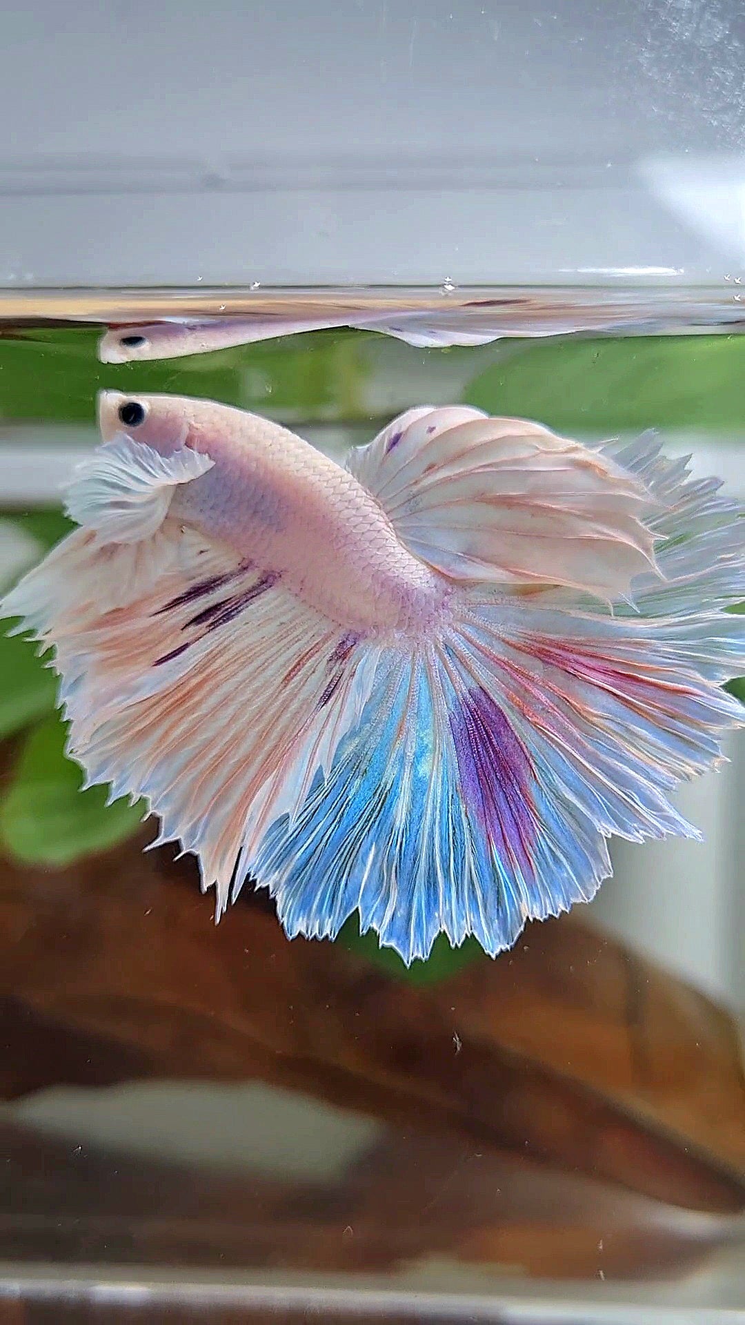HALFMOON DUMBO EAR ROSETAIL PURPLE SPLASH MULTICOLOR CANDY BETTA FISH