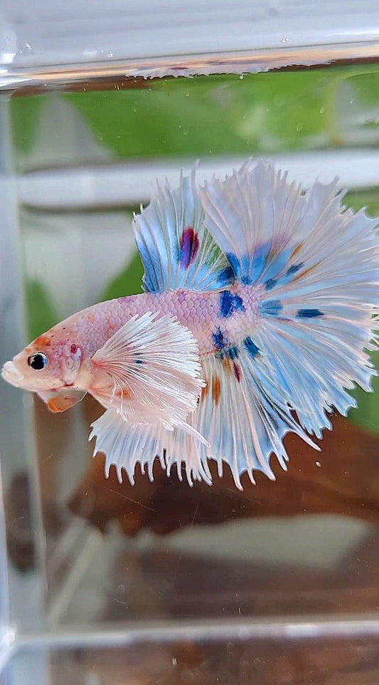 HALFMOON SUPER DUMBO EAR WHITE MULTICOLOR BETTA FISH
