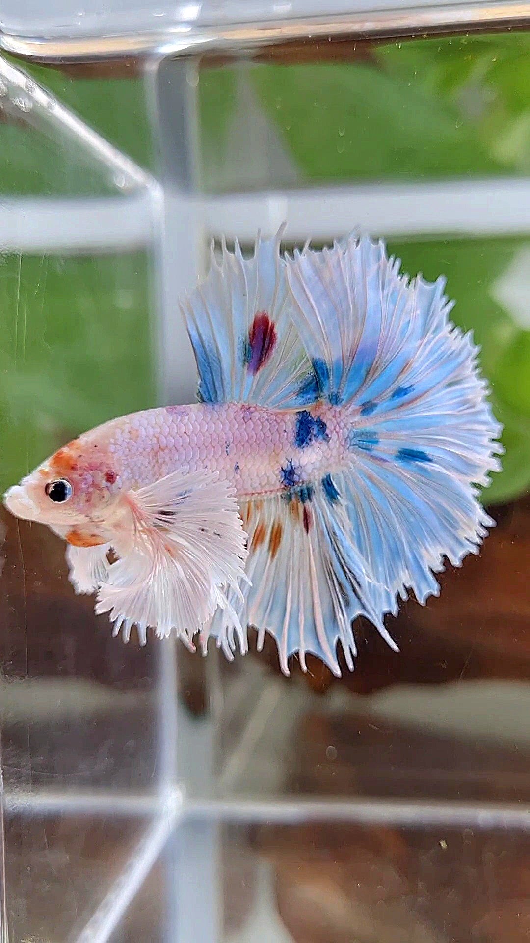 HALFMOON SUPER DUMBO EAR WHITE MULTICOLOR BETTA FISH