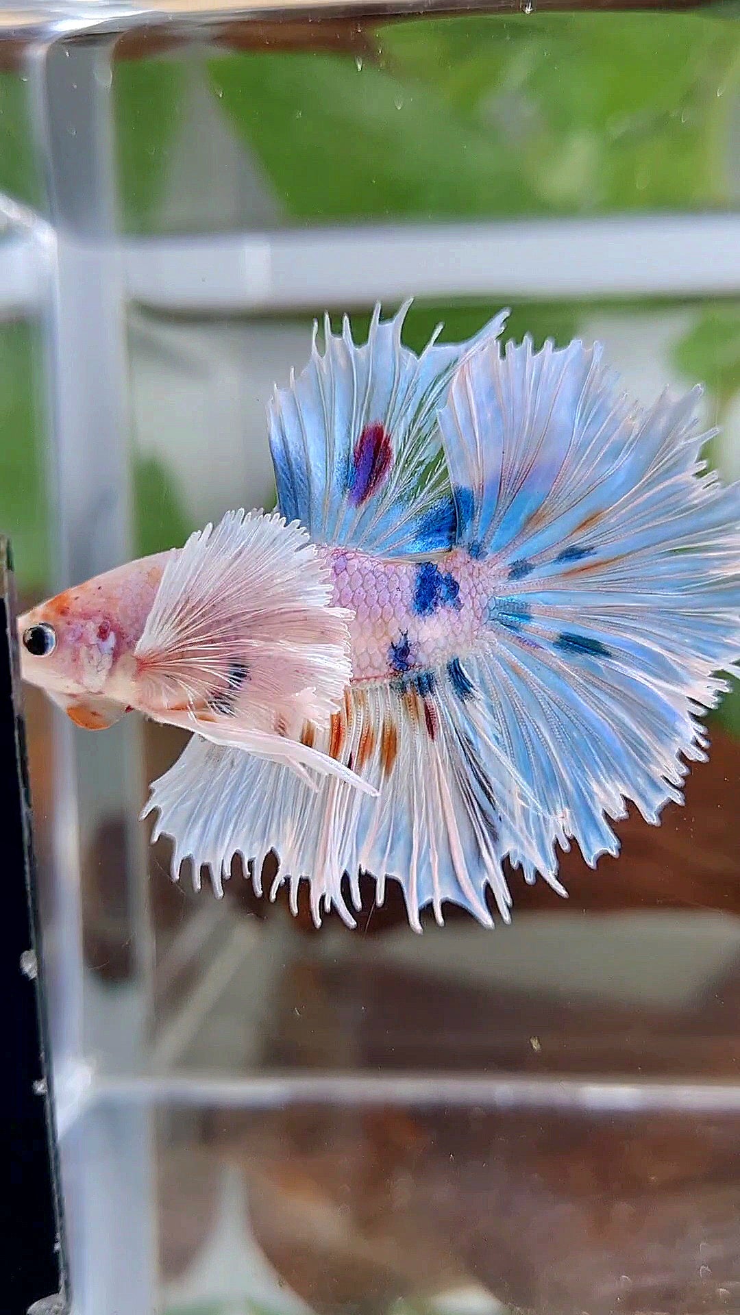 HALFMOON SUPER DUMBO EAR WHITE MULTICOLOR BETTA FISH