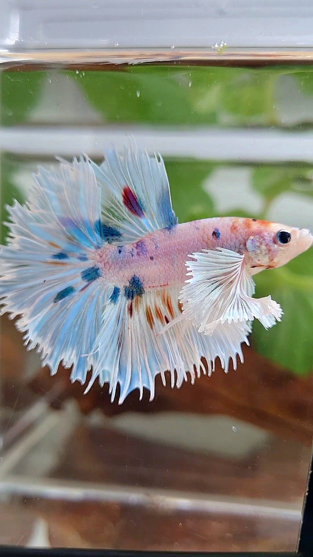 HALFMOON SUPER DUMBO EAR WHITE MULTICOLOR BETTA FISH