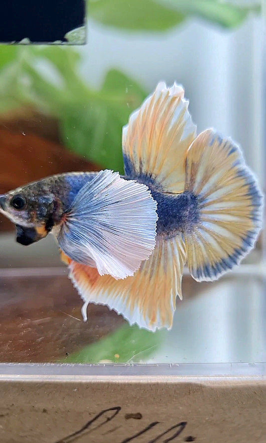 HMPK SUPER DUMBO EAR YELLOW BLUE MASCOT BETTA FISH