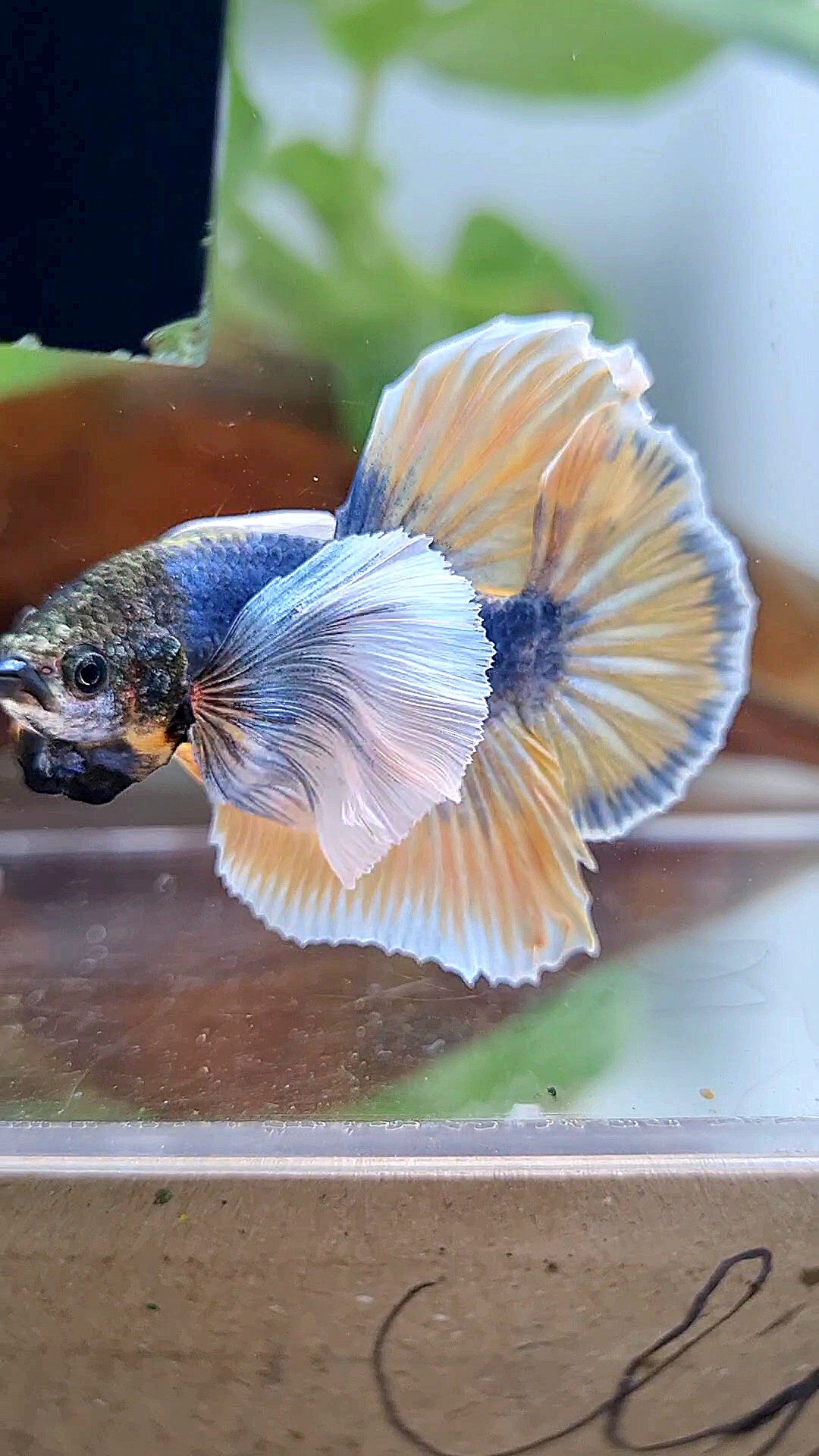 HMPK SUPER DUMBO EAR YELLOW BLUE MASCOT BETTA FISH