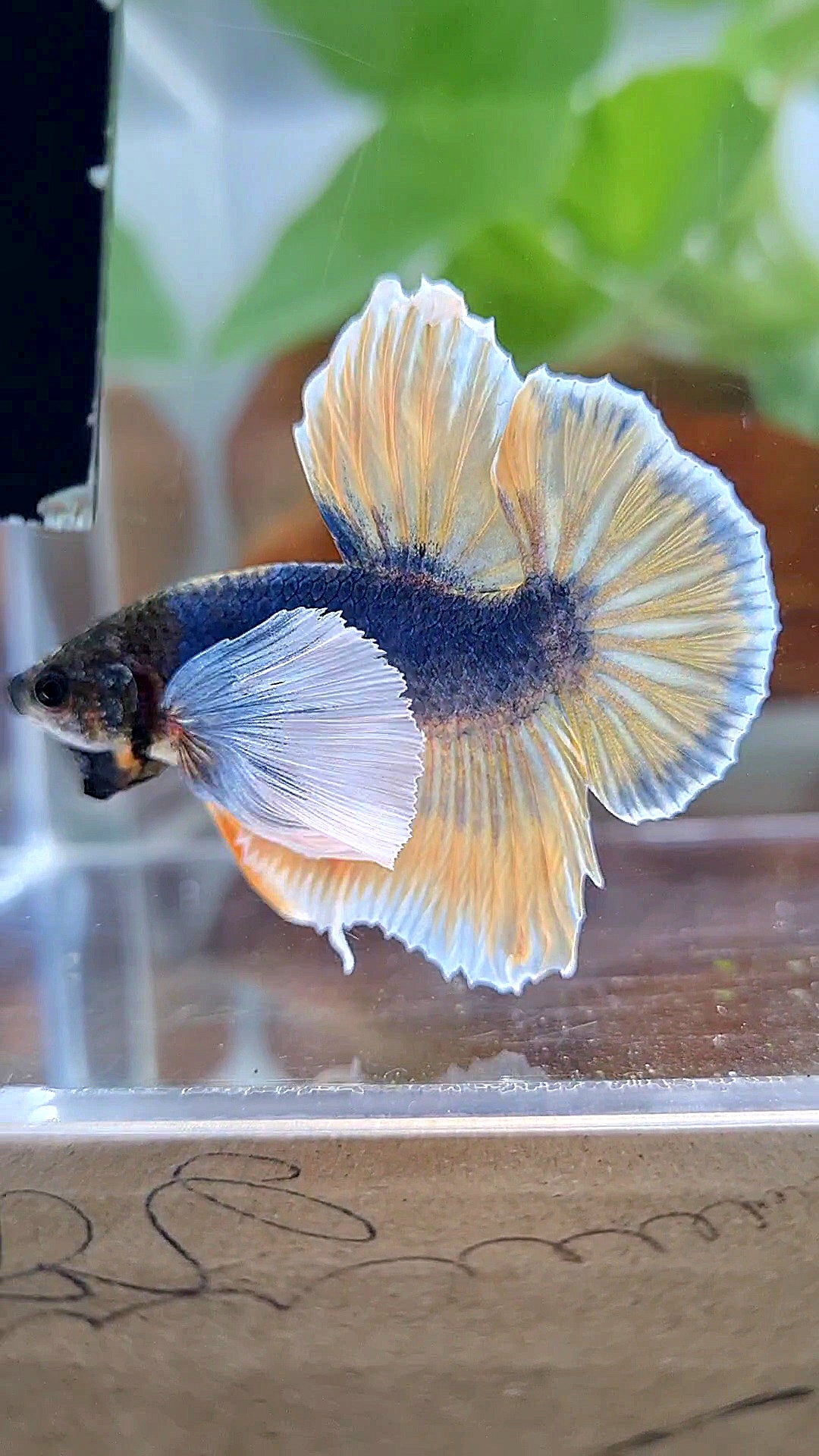 HMPK SUPER DUMBO EAR YELLOW BLUE MASCOT BETTA FISH