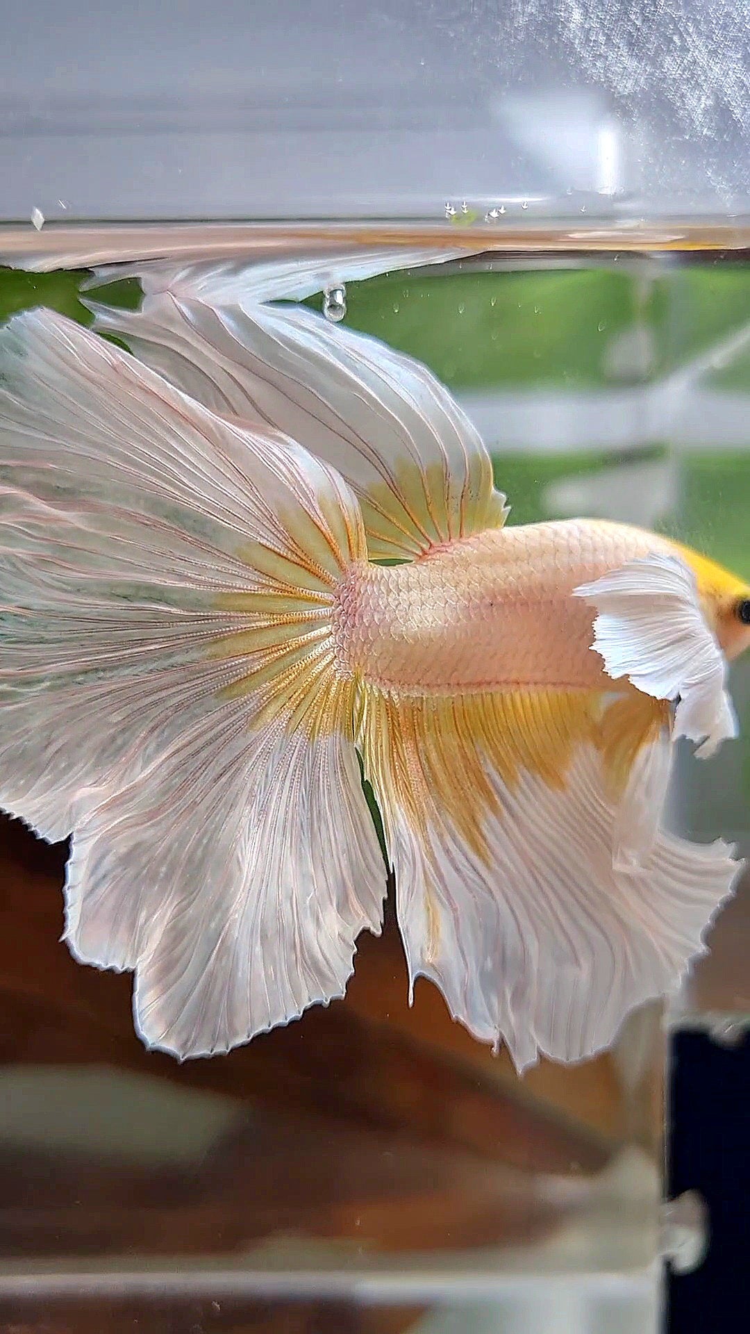 HALFMOON ROSETAIL DUMBO EAR GOLD BUTTERFLY BETTA FISH