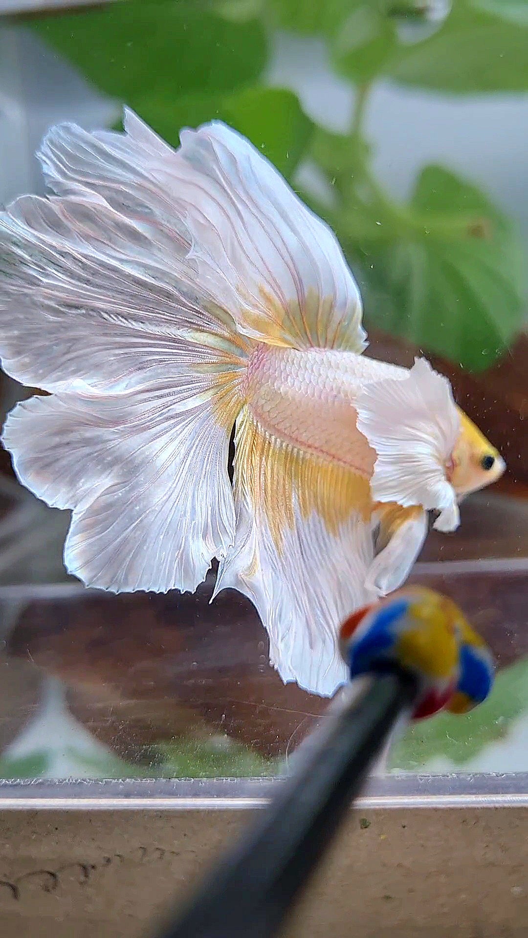 HALFMOON ROSETAIL DUMBO EAR GOLD BUTTERFLY BETTA FISH