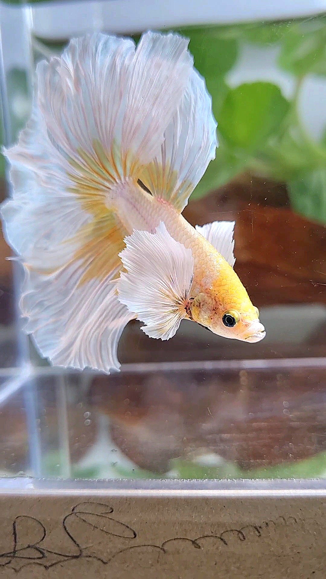 HALFMOON ROSETAIL DUMBO EAR GOLD BUTTERFLY BETTA FISH