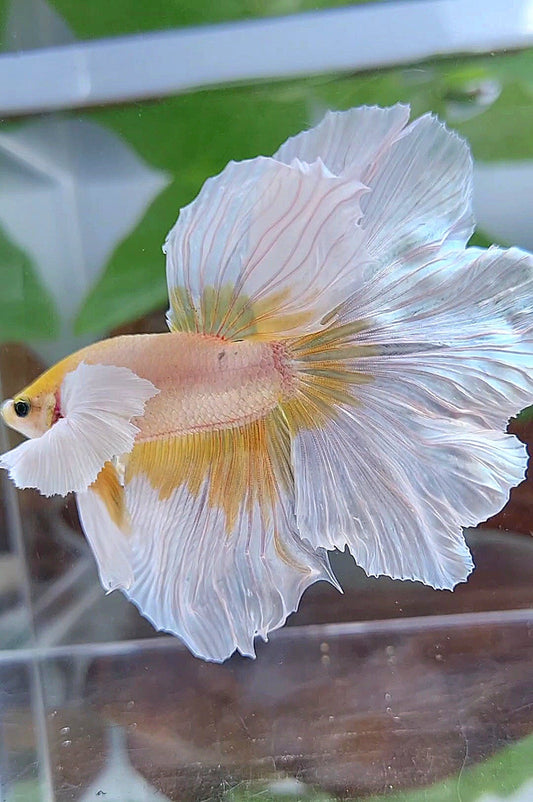 HALFMOON ROSETAIL DUMBO EAR GOLD BUTTERFLY BETTA FISH
