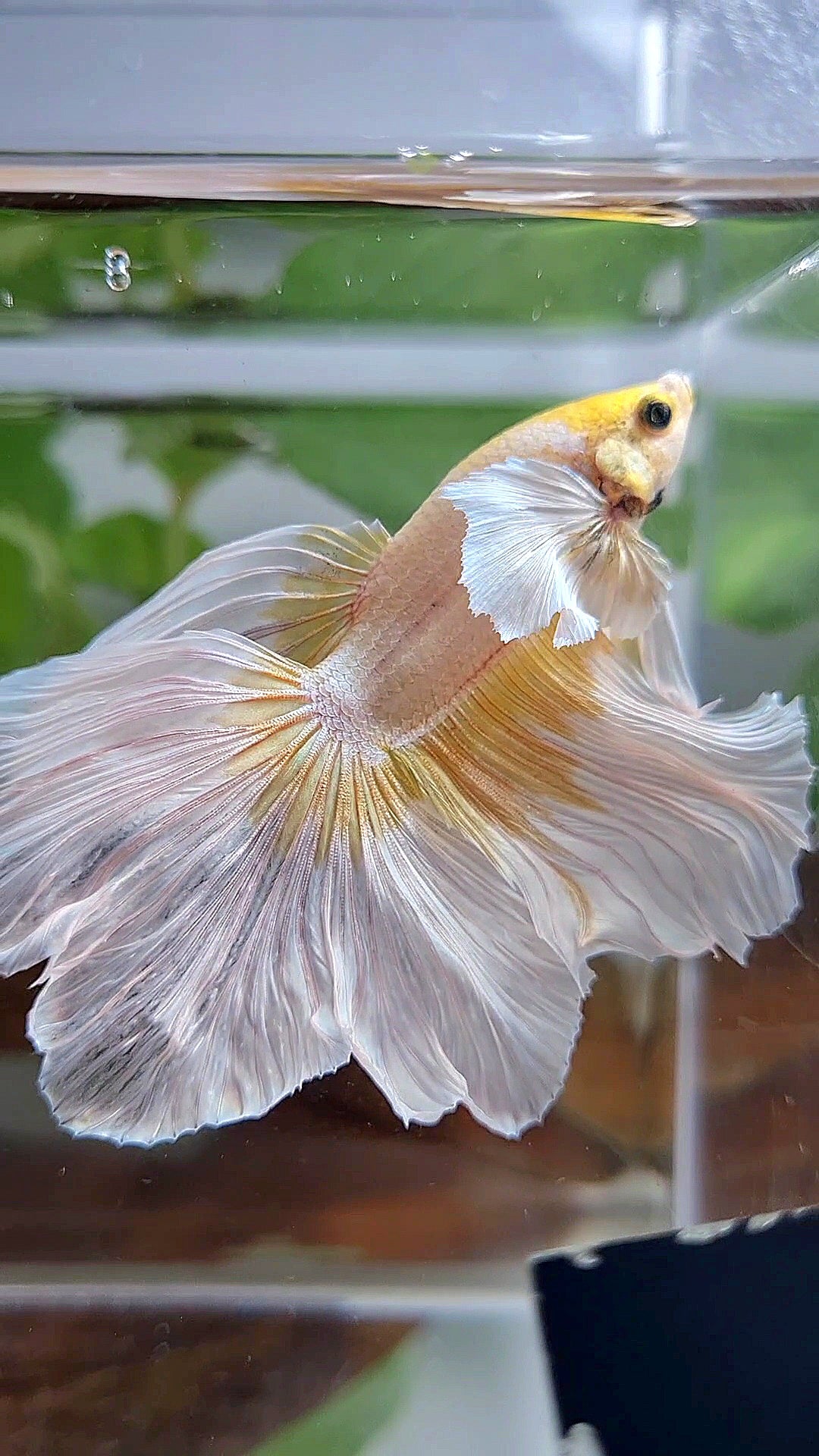HALFMOON ROSETAIL DUMBO EAR GOLD BUTTERFLY BETTA FISH