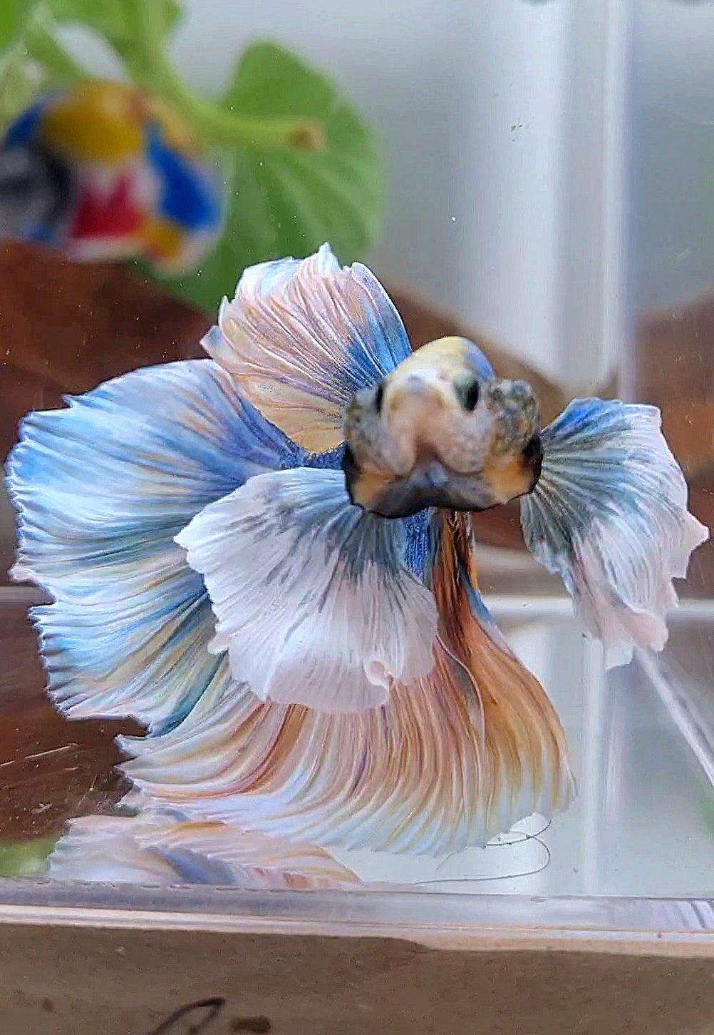 XL HALFMOON ROSETAIL SUPER DUMBO EAR YELLOW BLUE MASCOT BETTA FISH