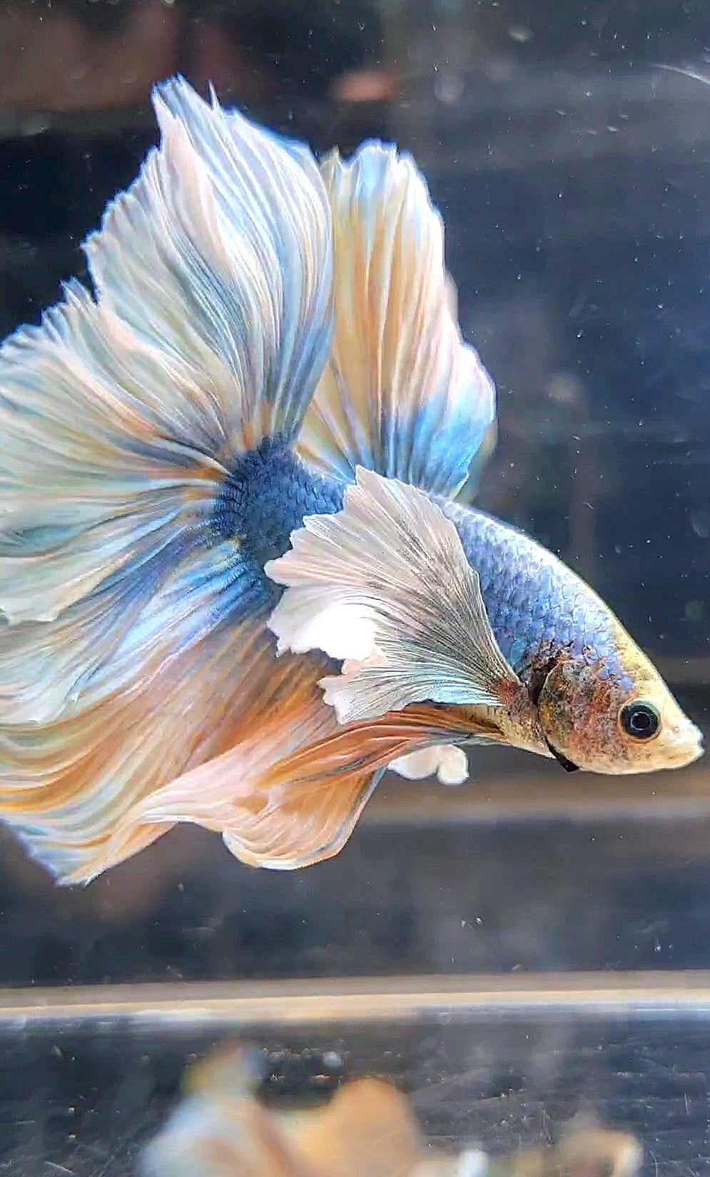 XL HALFMOON ROSETAIL SUPER DUMBO EAR YELLOW BLUE MASCOT BETTA FISH