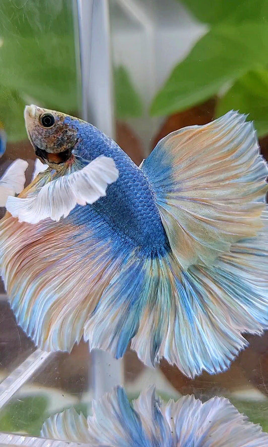 XL HALFMOON ROSETAIL SUPER DUMBO EAR YELLOW BLUE MASCOT BETTA FISH