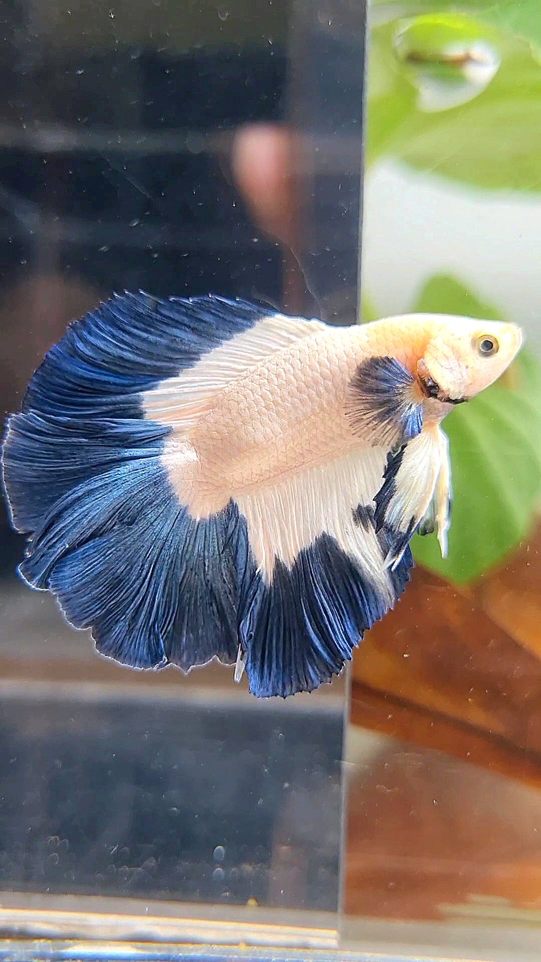 LUXURY HALFMOON DOUBLE TAIL BLUE RIM BUTTERFLY BETTA FISH