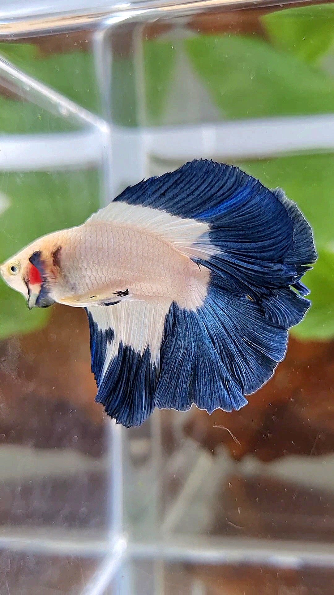 LUXURY HALFMOON DOUBLE TAIL BLUE RIM BUTTERFLY BETTA FISH