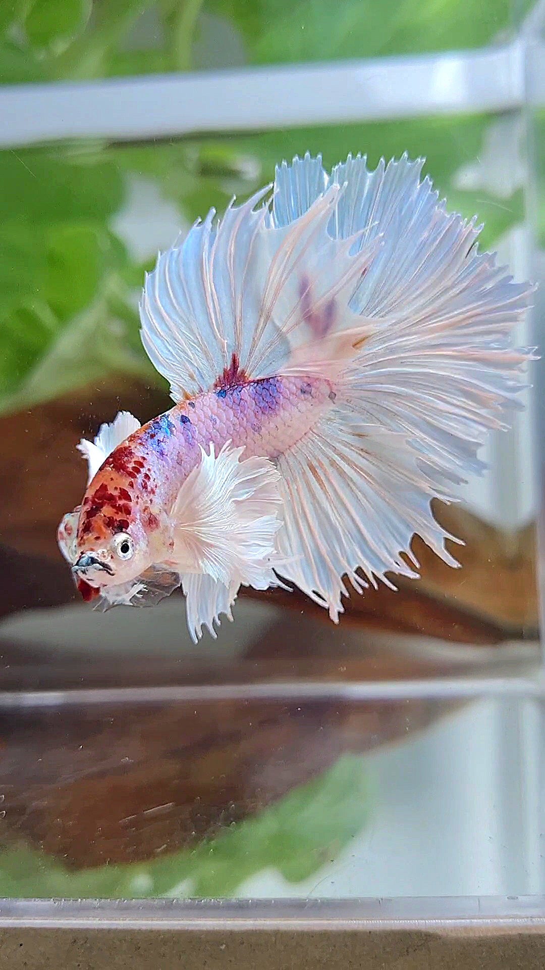 HALFMOON SUPER DUMBO EAR ROSETAIL WHITE CANDY MULTICOLOR BETTA FISH