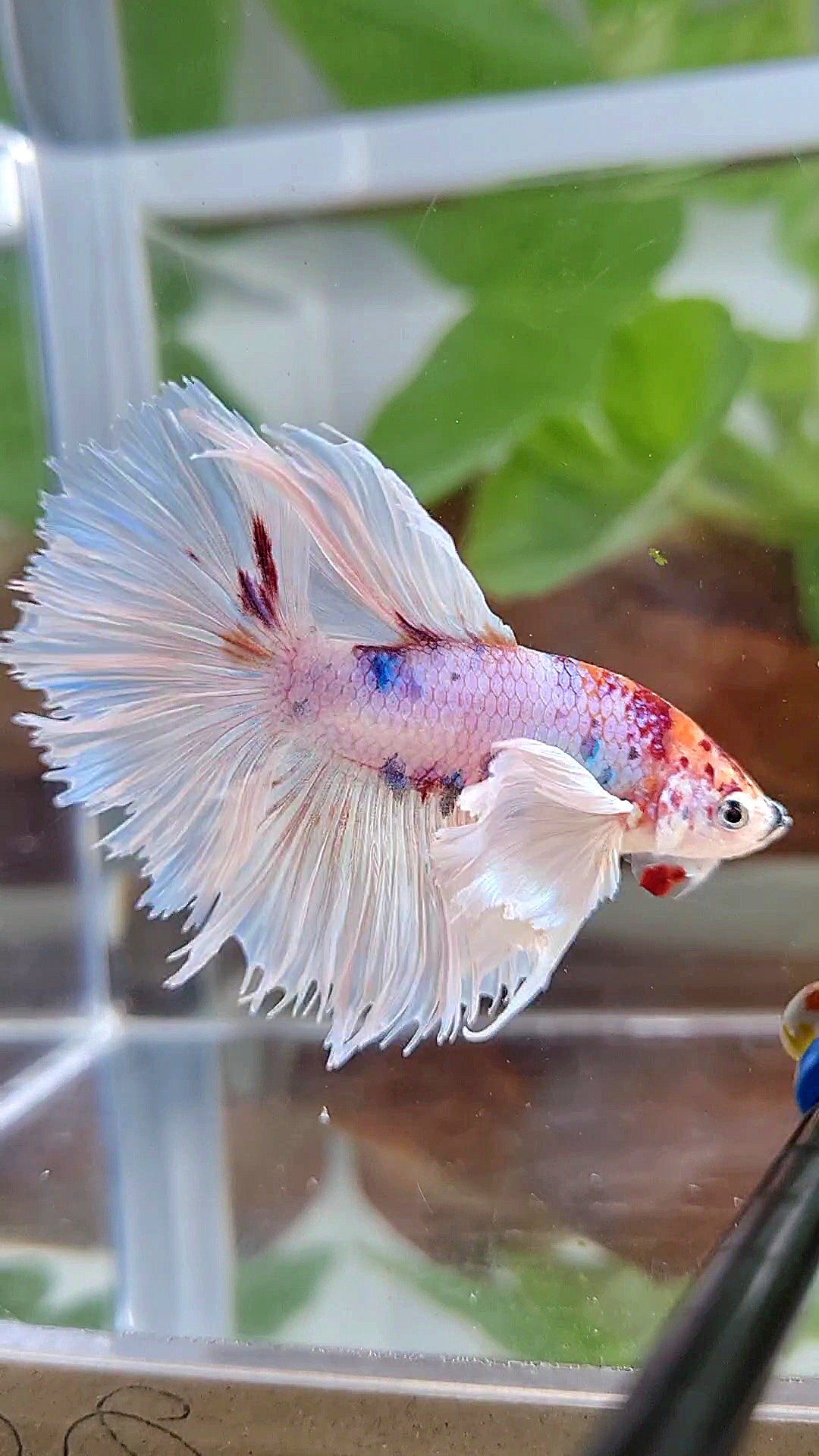 HALFMOON SUPER DUMBO EAR ROSETAIL WHITE CANDY MULTICOLOR BETTA FISH