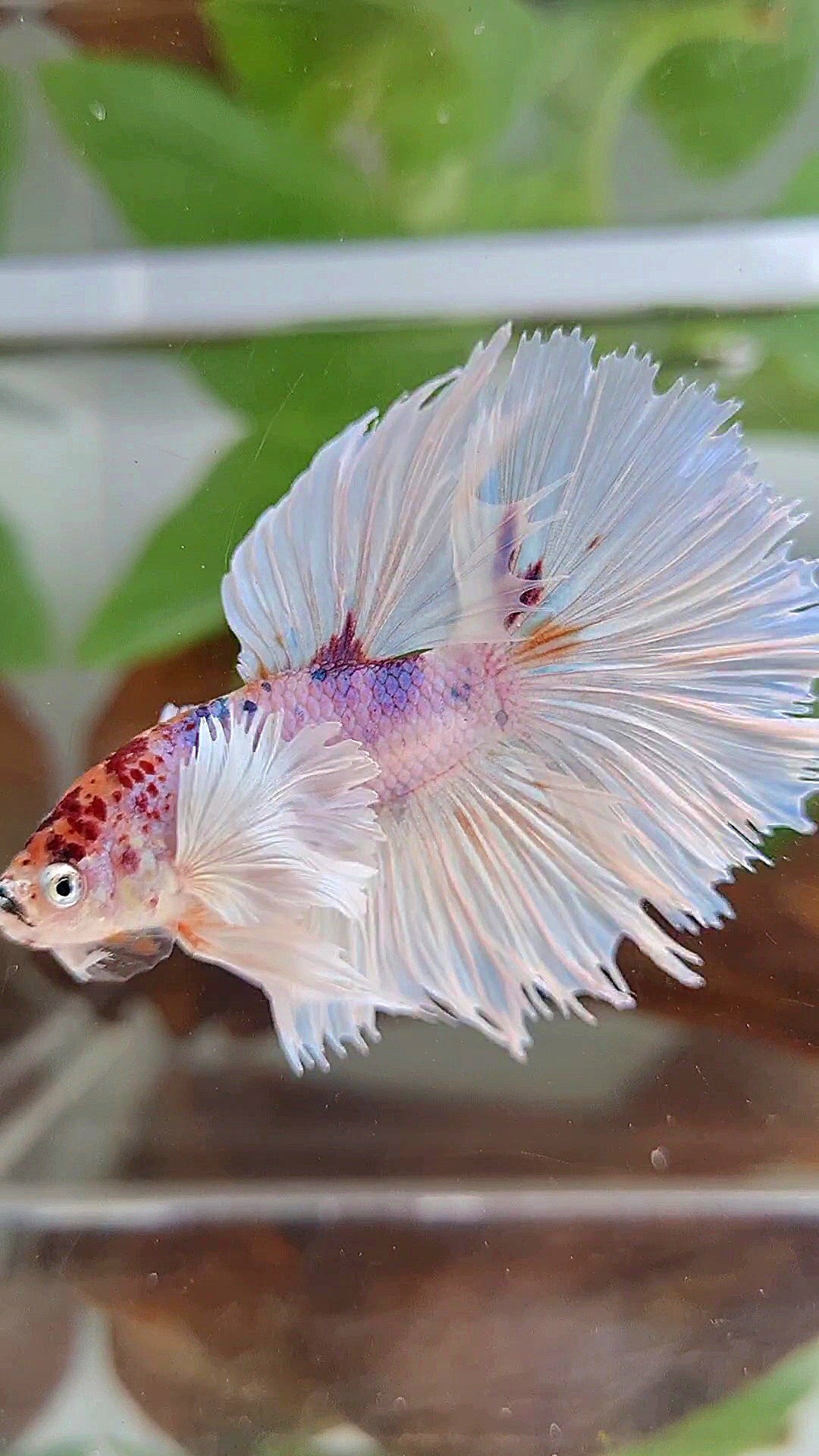 HALFMOON SUPER DUMBO EAR ROSETAIL WHITE CANDY MULTICOLOR BETTA FISH