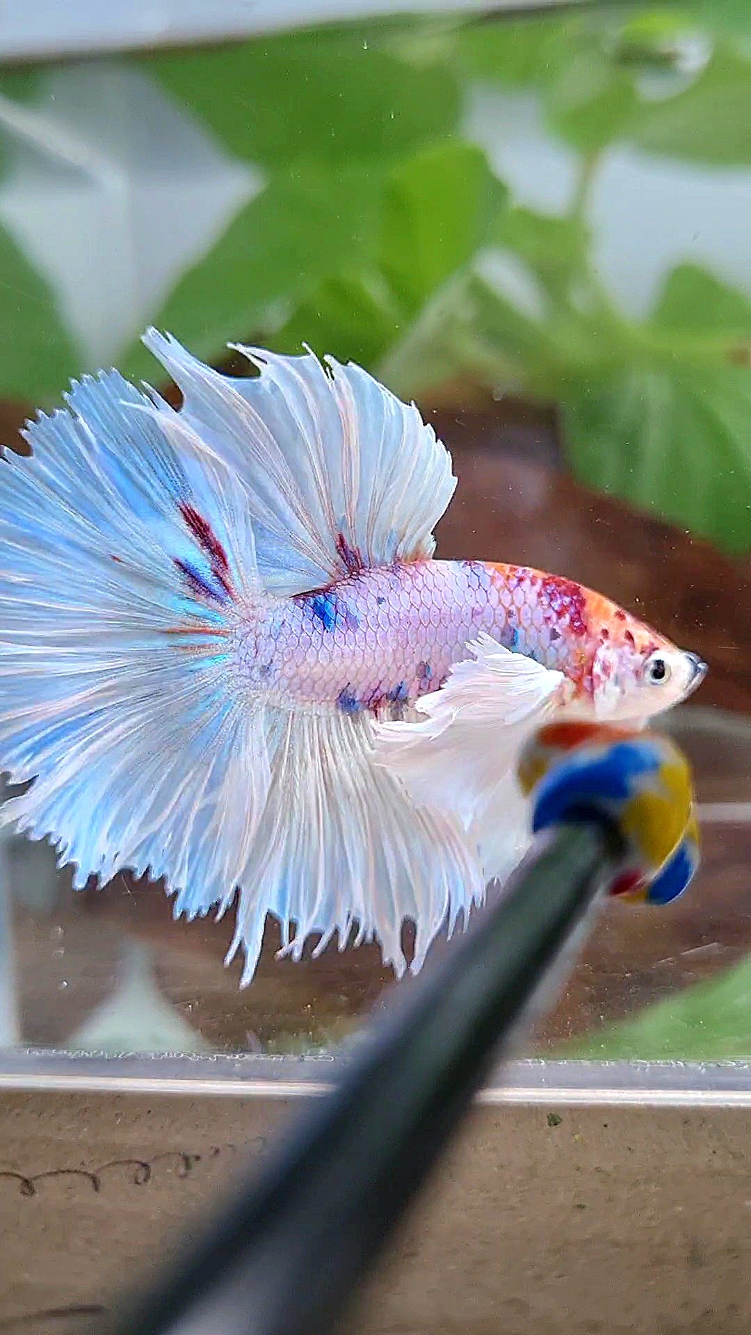 HALFMOON SUPER DUMBO EAR ROSETAIL WHITE CANDY MULTICOLOR BETTA FISH