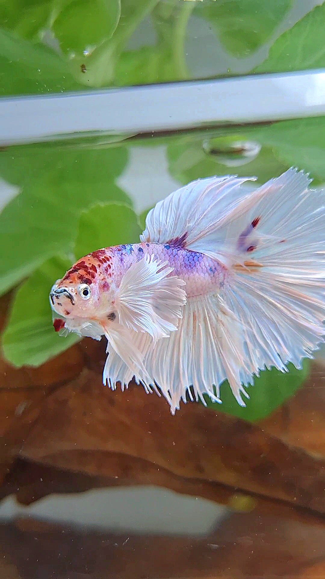 HALFMOON SUPER DUMBO EAR ROSETAIL WHITE CANDY MULTICOLOR BETTA FISH