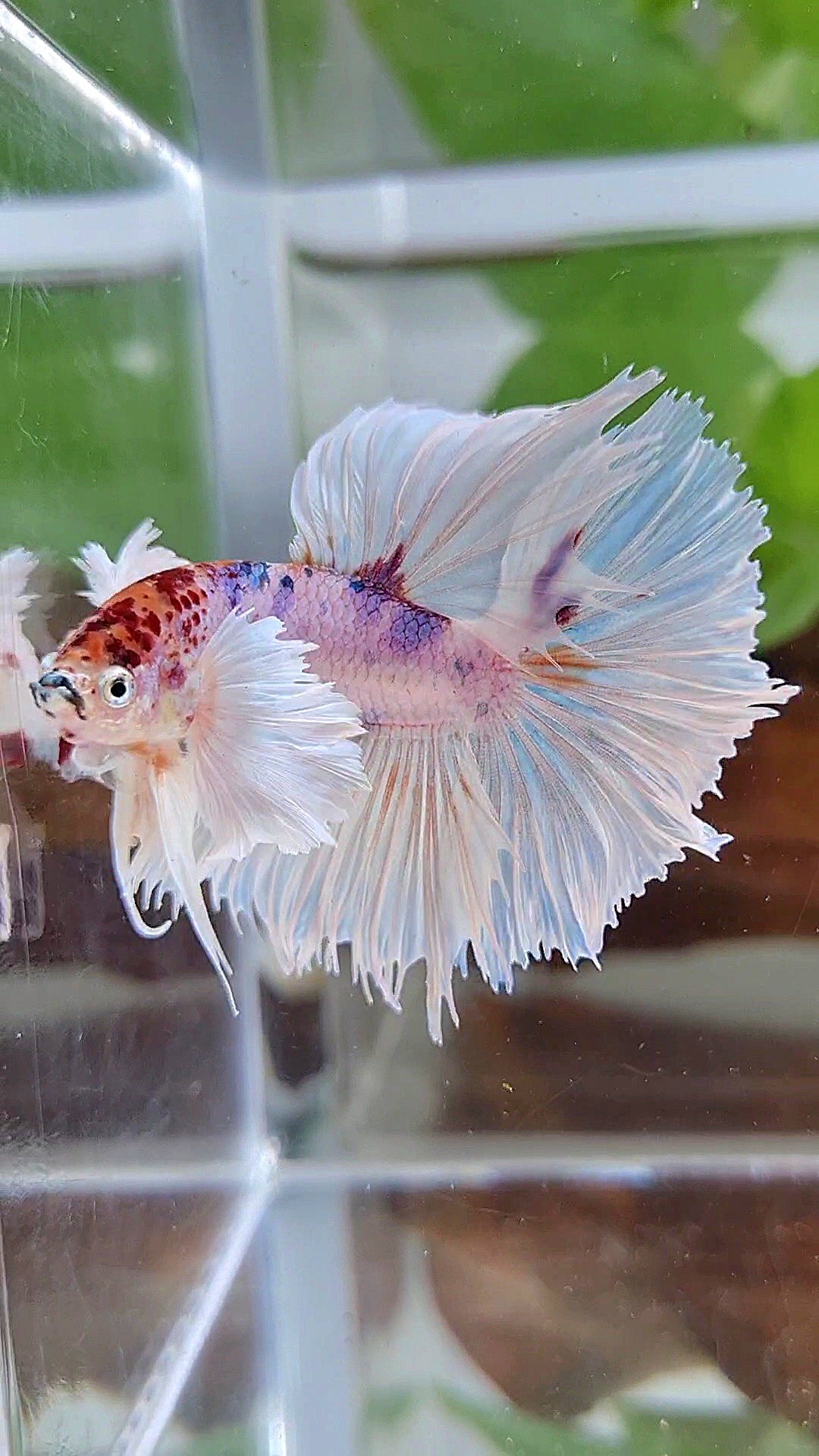HALFMOON SUPER DUMBO EAR ROSETAIL WHITE CANDY MULTICOLOR BETTA FISH